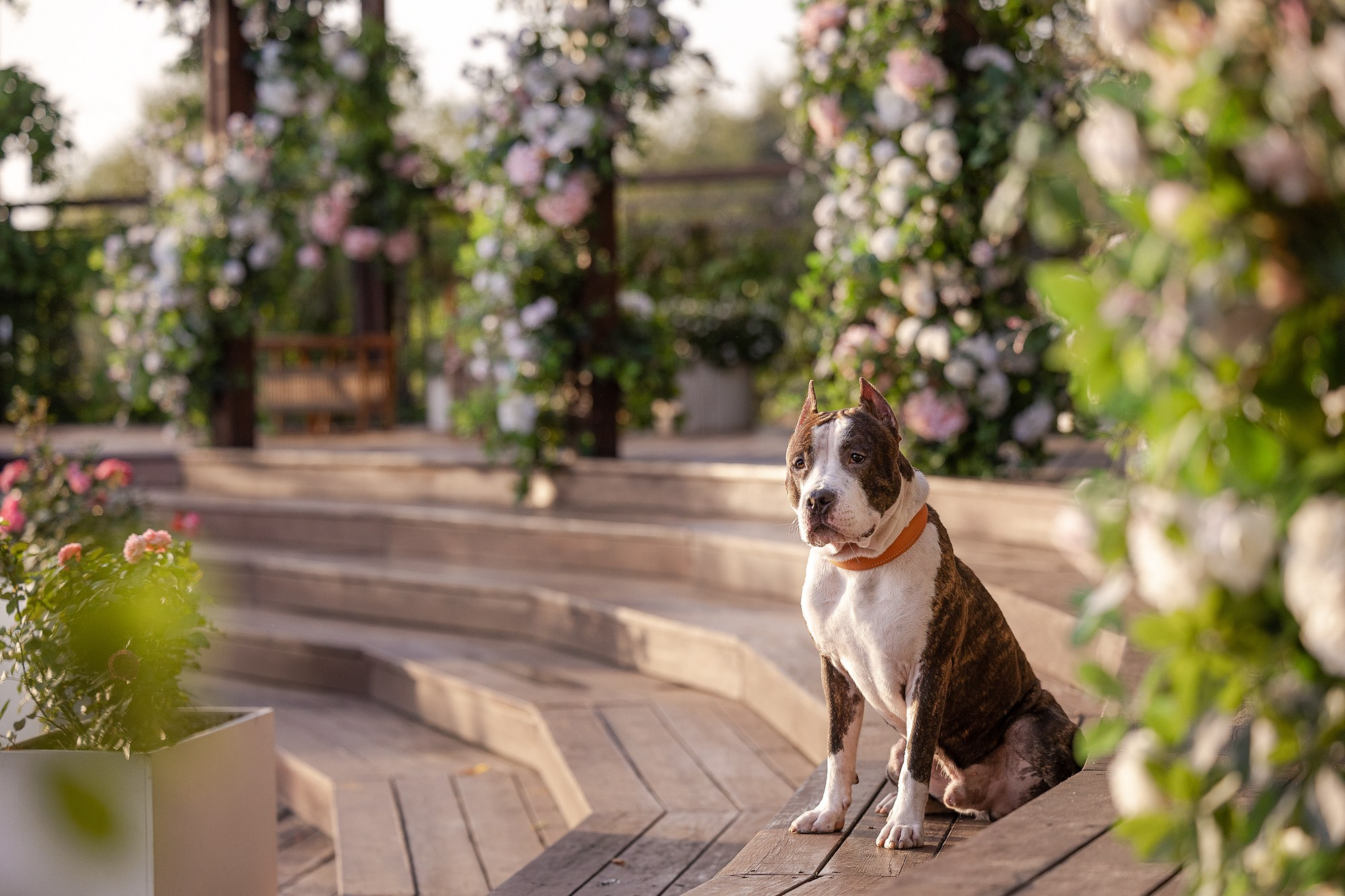 Амстафф Честер и его семья. Фотограф-анималист Natalia Deingel | Фотосъемка собак в Москве