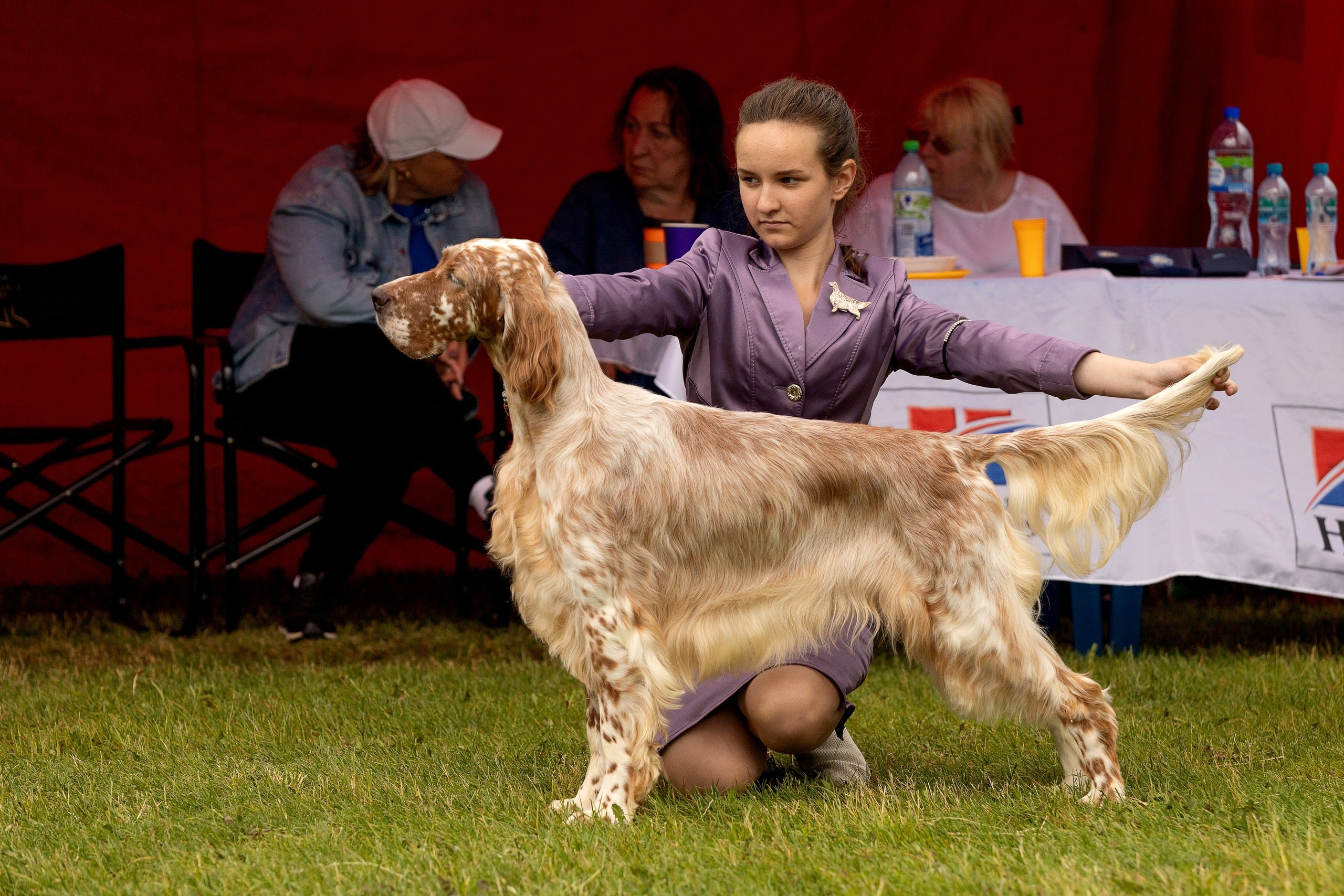 Выставки. Купить щенка Вельш-корги-кардиган в семейном питомнике — Ice Fantasy