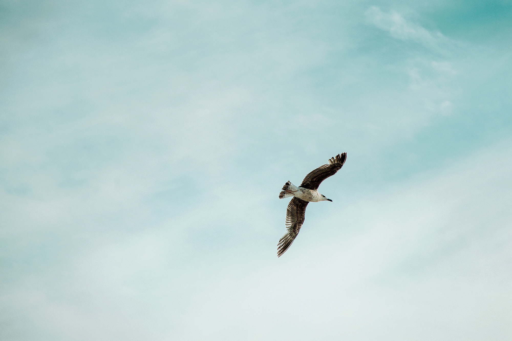 МАРТИН И СНЕЖАННА. СВАДЕБНЫЙ ФОТОГРАФ НАТАЛИКА