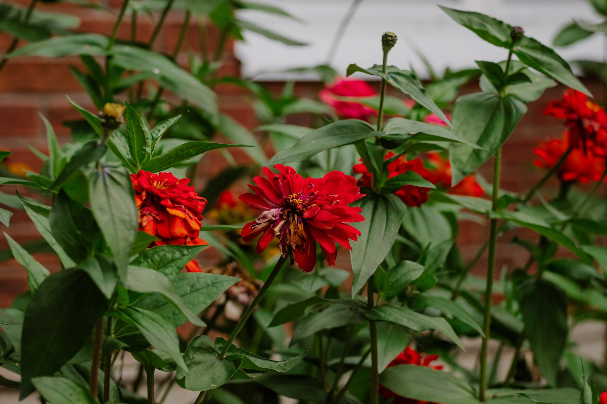Wedding. Свадебные и портретный фотограф — Кирилл Зорин