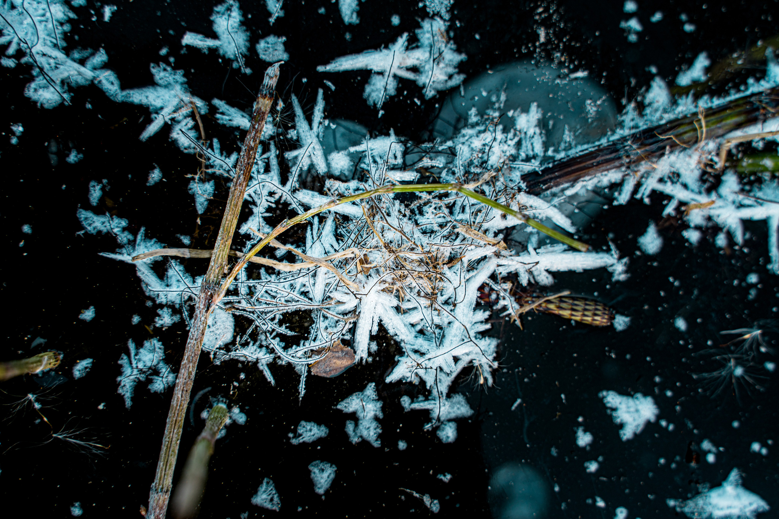 Пища для глаз. Ваш фотограф Северск | Томск