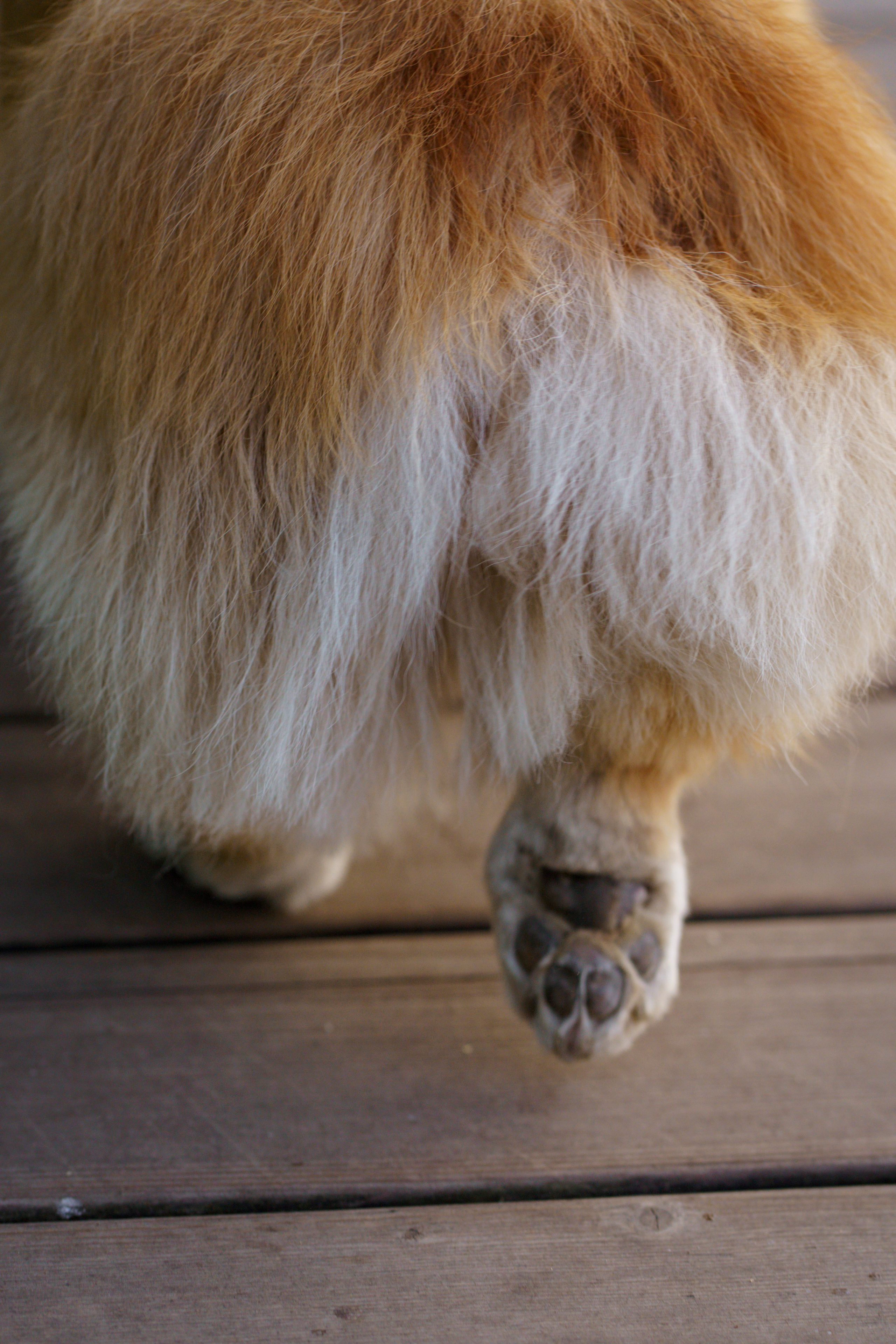 Катя, Арсений и Пух. Свадебный фотограф в Москве Анна Полушина