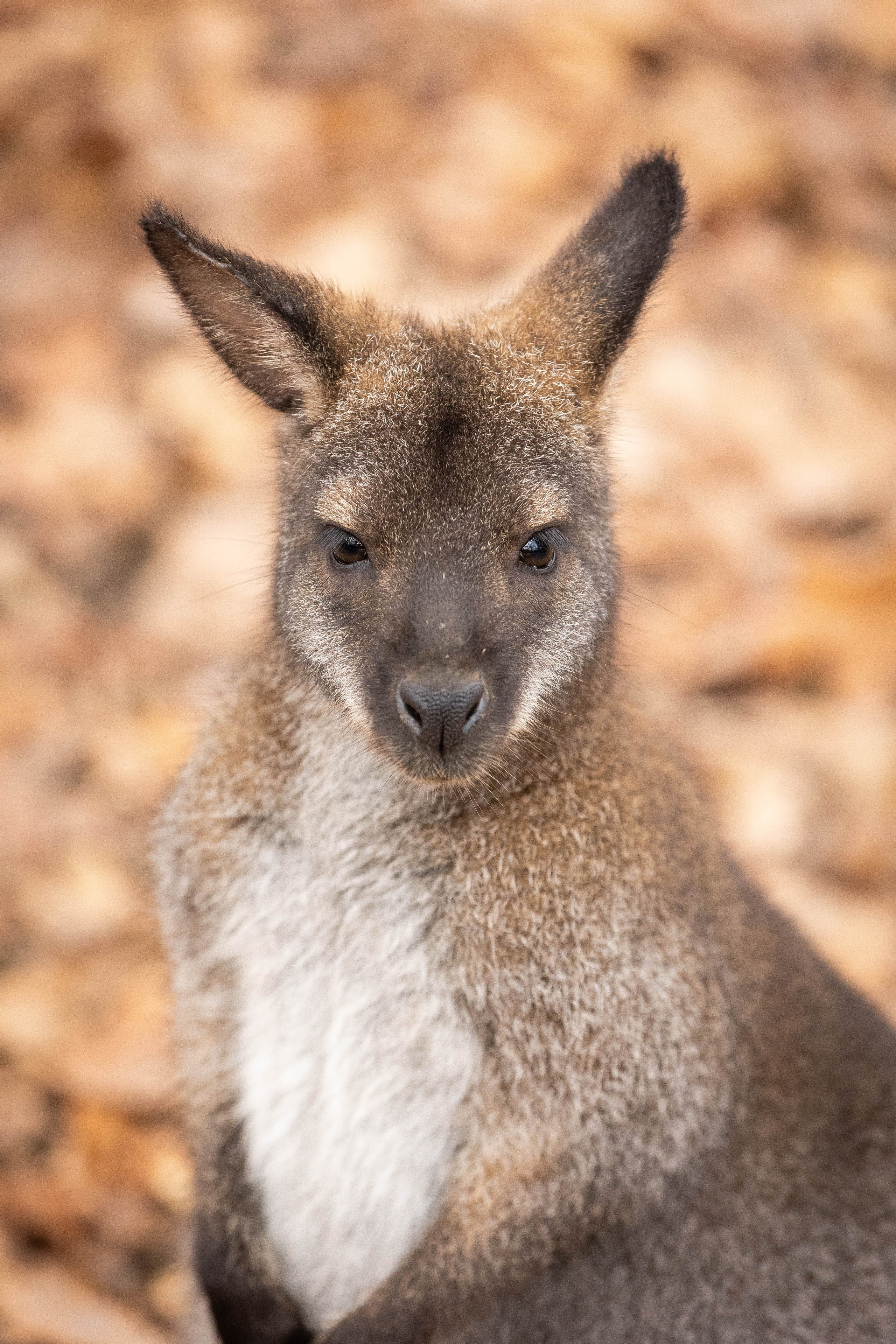Зоопарк Малинки. Фотограф-АниМалист Анна Абрамова