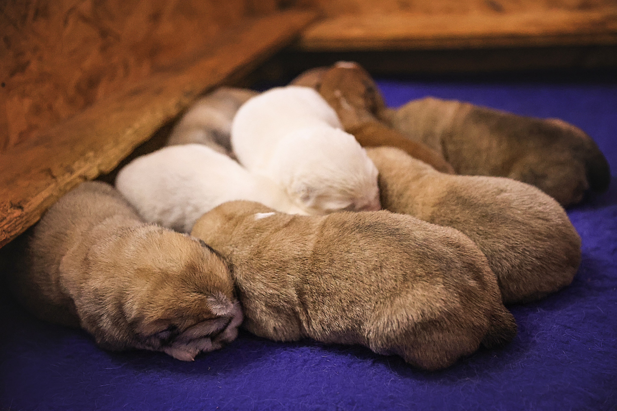 ФОТОССЕСИЯ ЩЕНКОВ. Фотограф-АниМалист Анна Абрамова