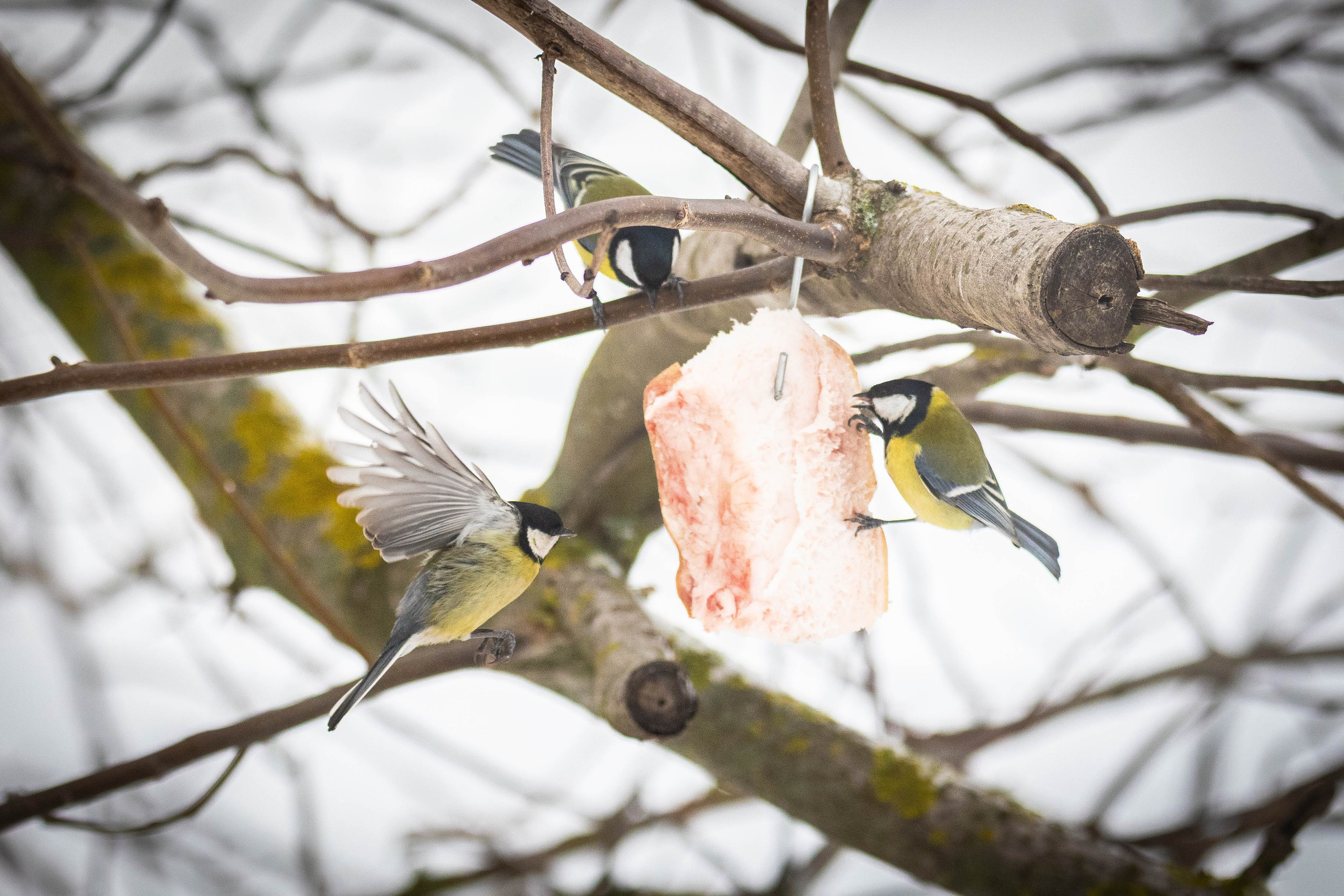 Дикий животный мир. Фотограф-АниМалист Анна Абрамова