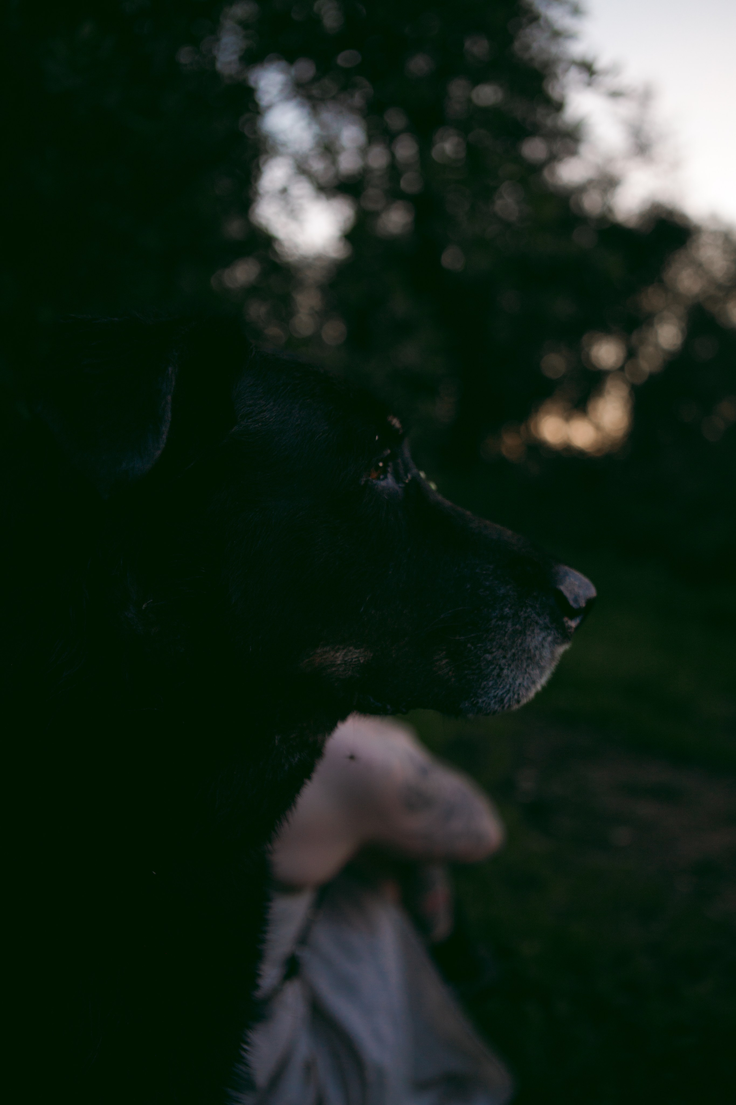 Алёна и Феликс. Про вас, самых близких и хвостиков. Фотограф на Кипре, Ксения Бурдель