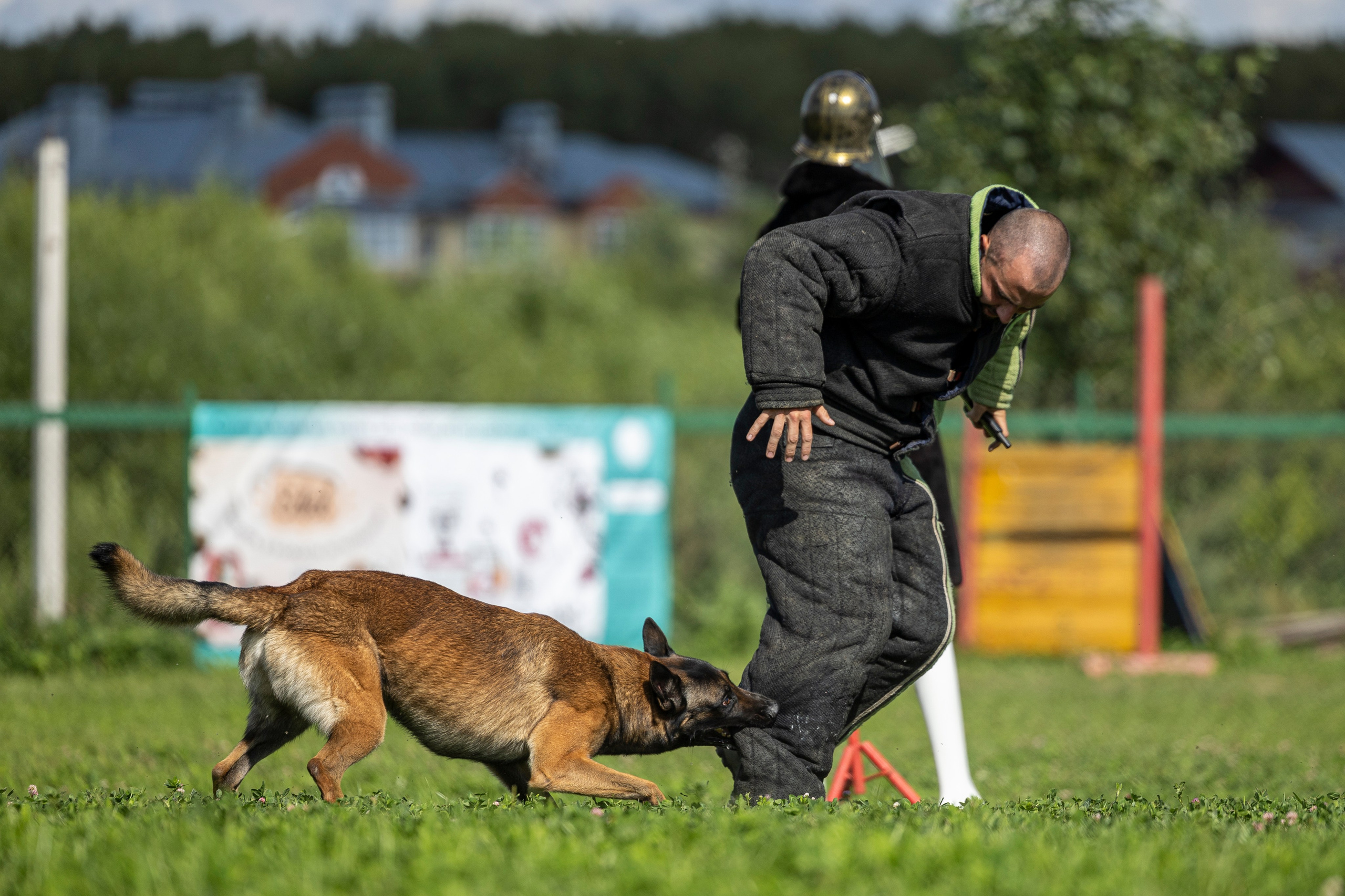 Соревнования по Мондьорингу г. Вологда 10-11.08.2024. Фотограф-анималист Анна Маринич