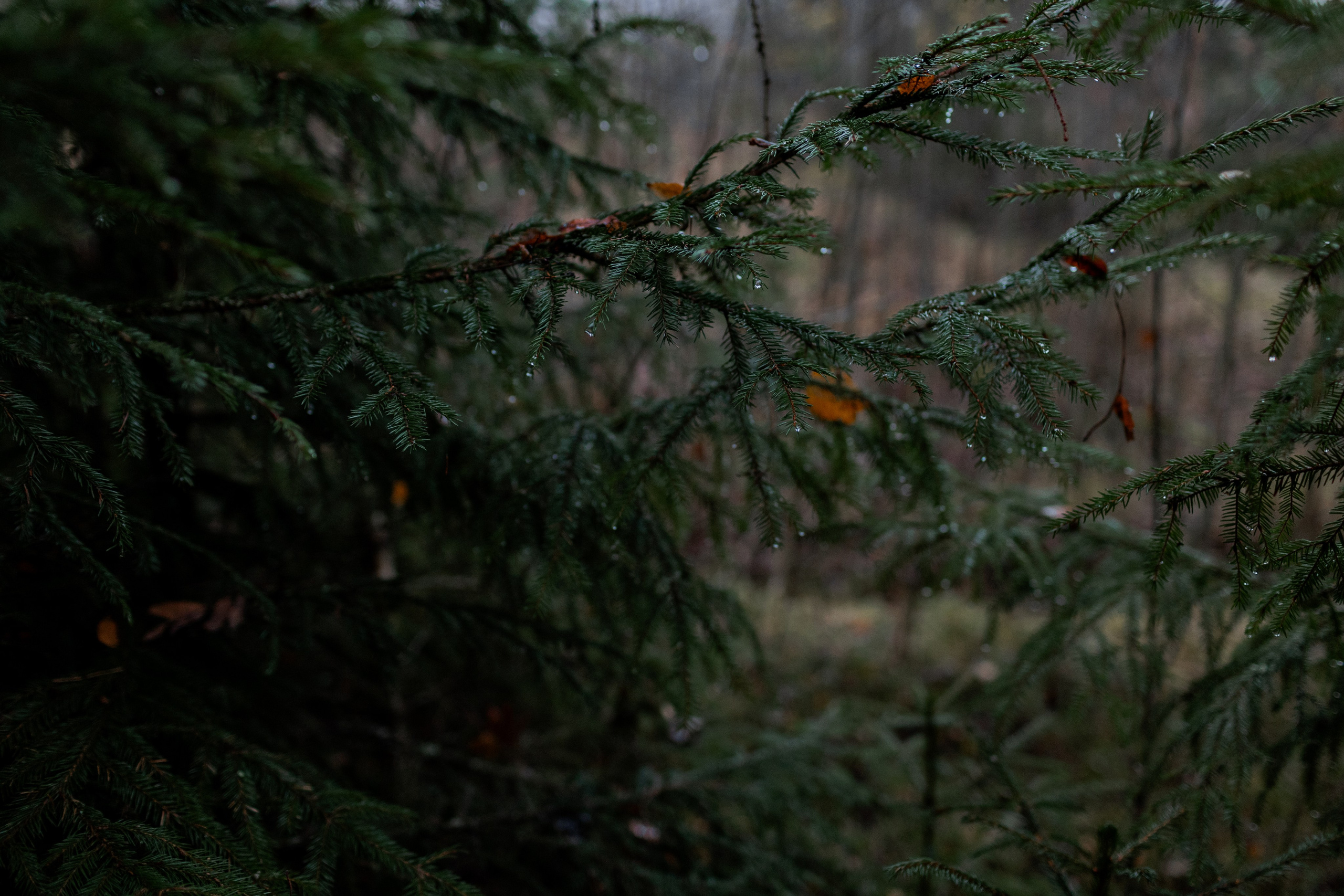 Съемка для глемпинг-отеля Хюгге Кэмп. Природа. Саша Кушнерова Фотографии. Sasha Kushnerova Photos