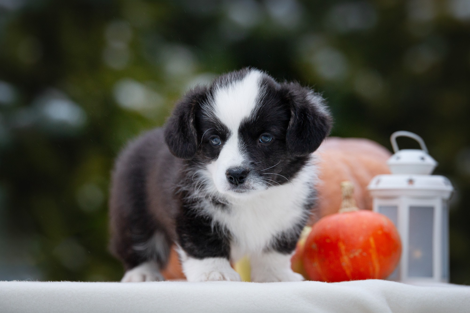 Вельш Корги Кардиганы. Фотограф анималист, семейный фотограф, фотограф собак Комратова Мария. г. Москва