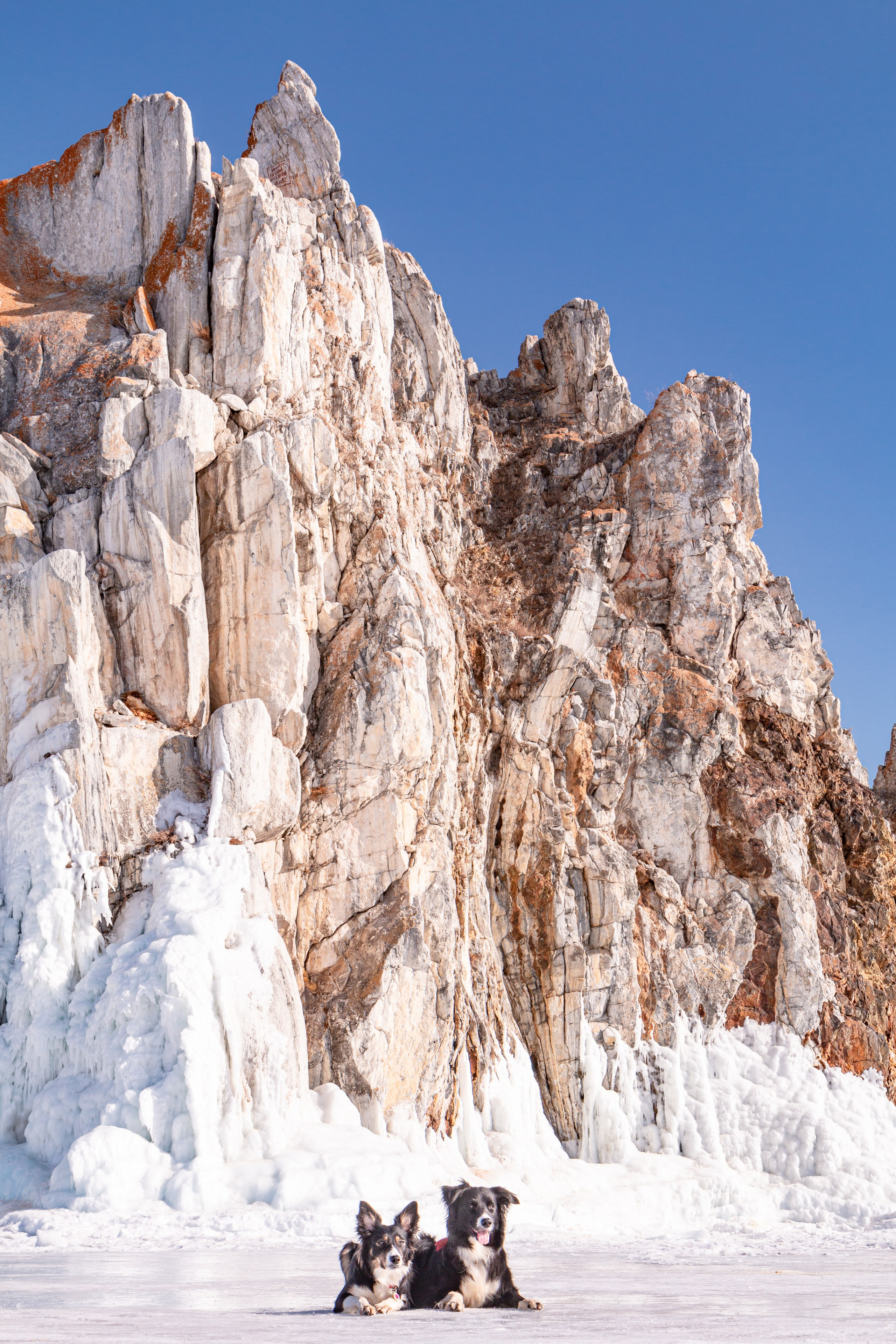 Фотосъёмка животных. Предметный и репортажный фотограф Алексей Кротов