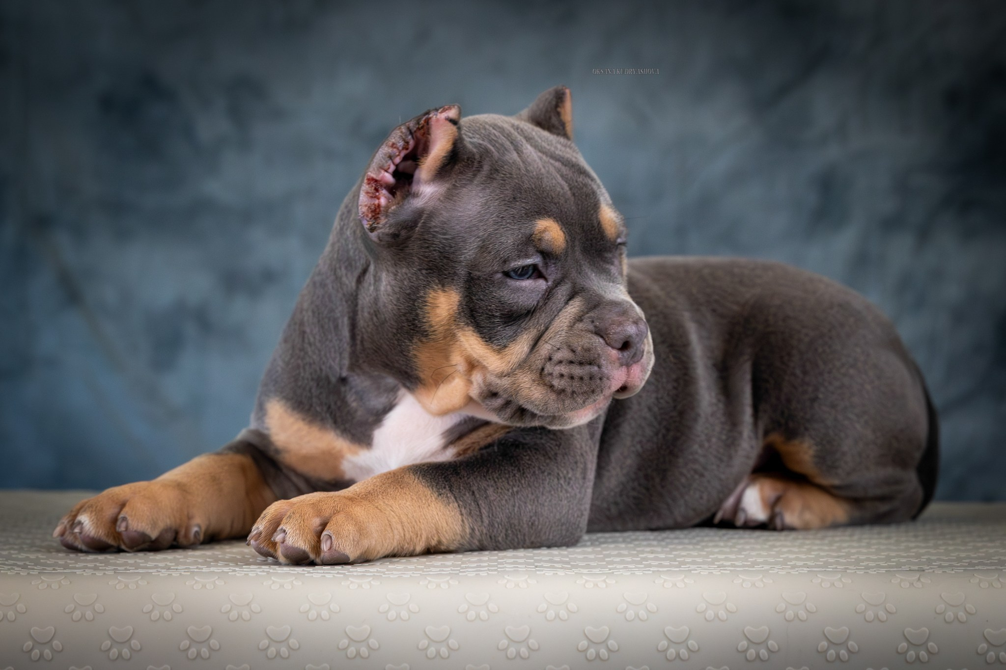 Американский булли!. Фотограф 📸 анималист, предметный, репортажный