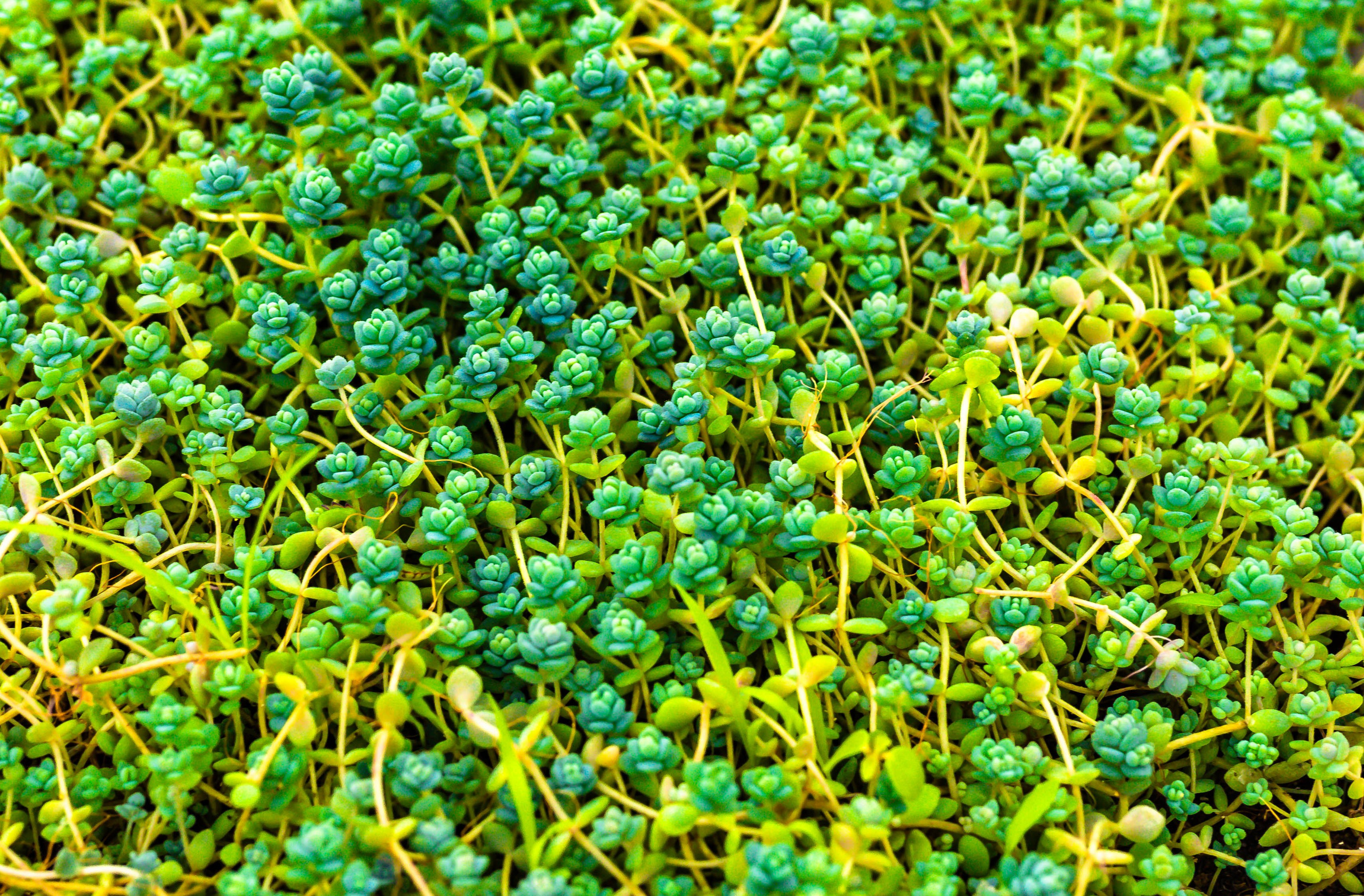 Фотографии природы Липецка. Свадебный и семейный фотограф Виолетта в Липецке