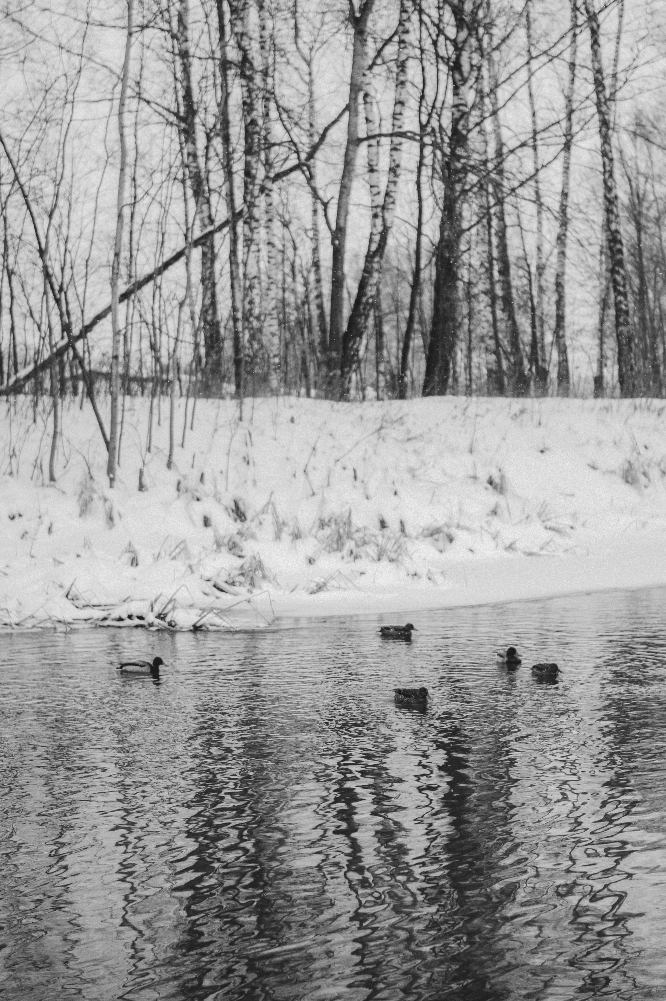 Люда и хаски Тегра (Королев, 2024). Анна Пушина, фотограф, Москва, Королев, Пушкино