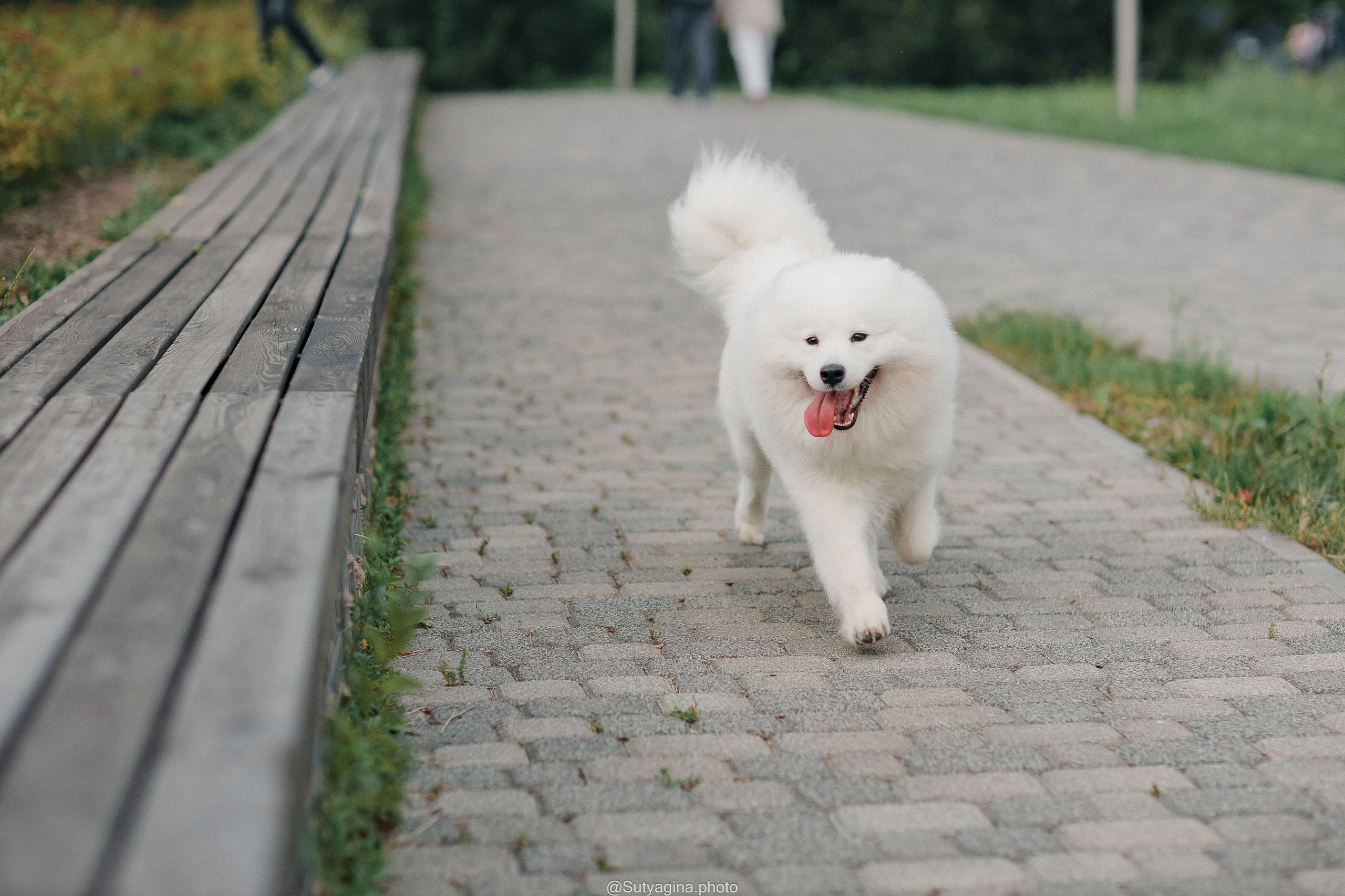Самоед Рея. Свадебный и женский фотограф