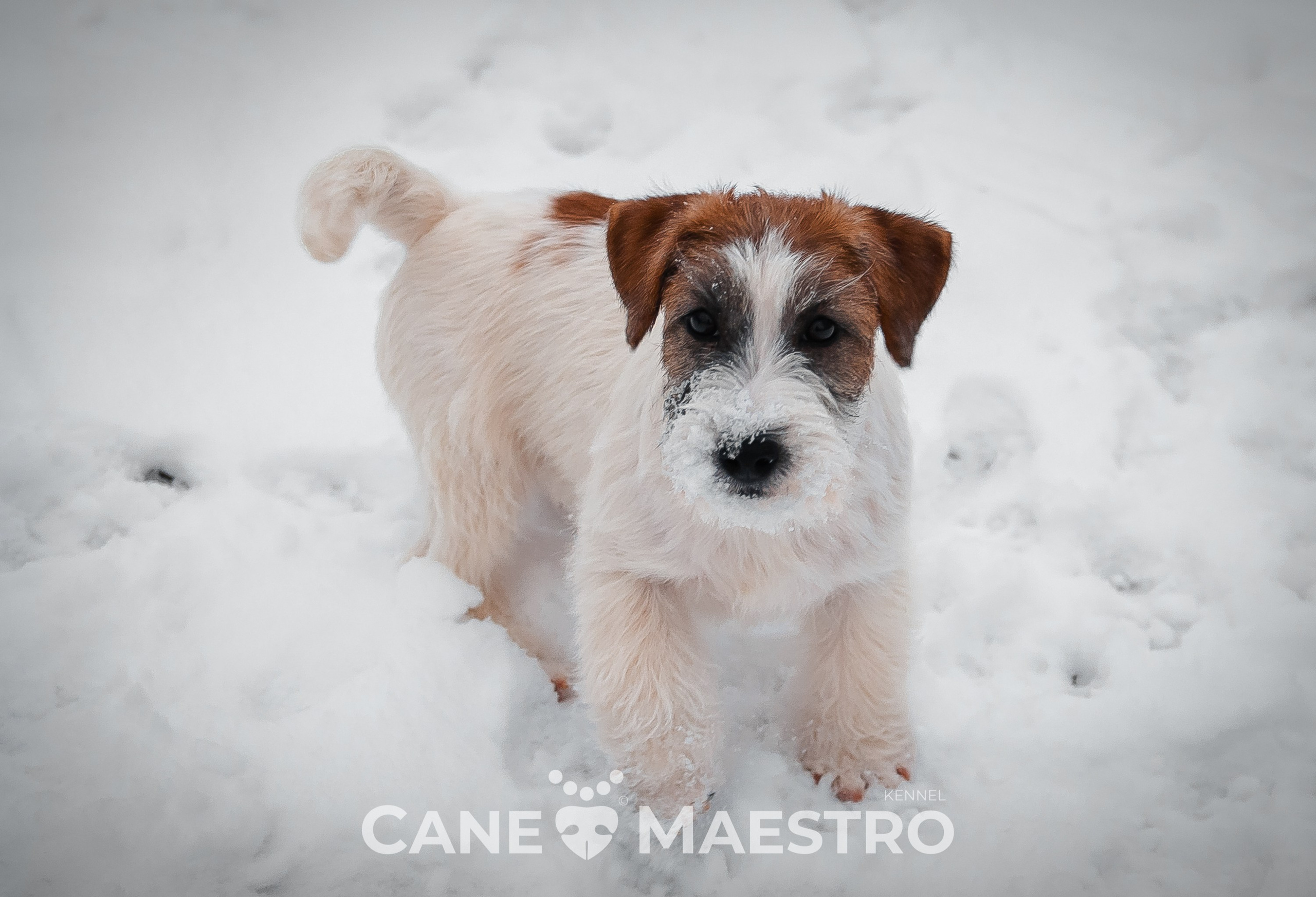 Щенок кобель ДРТ. КАНЕ МАЭСТРО — питомник Джек рассел терьеров