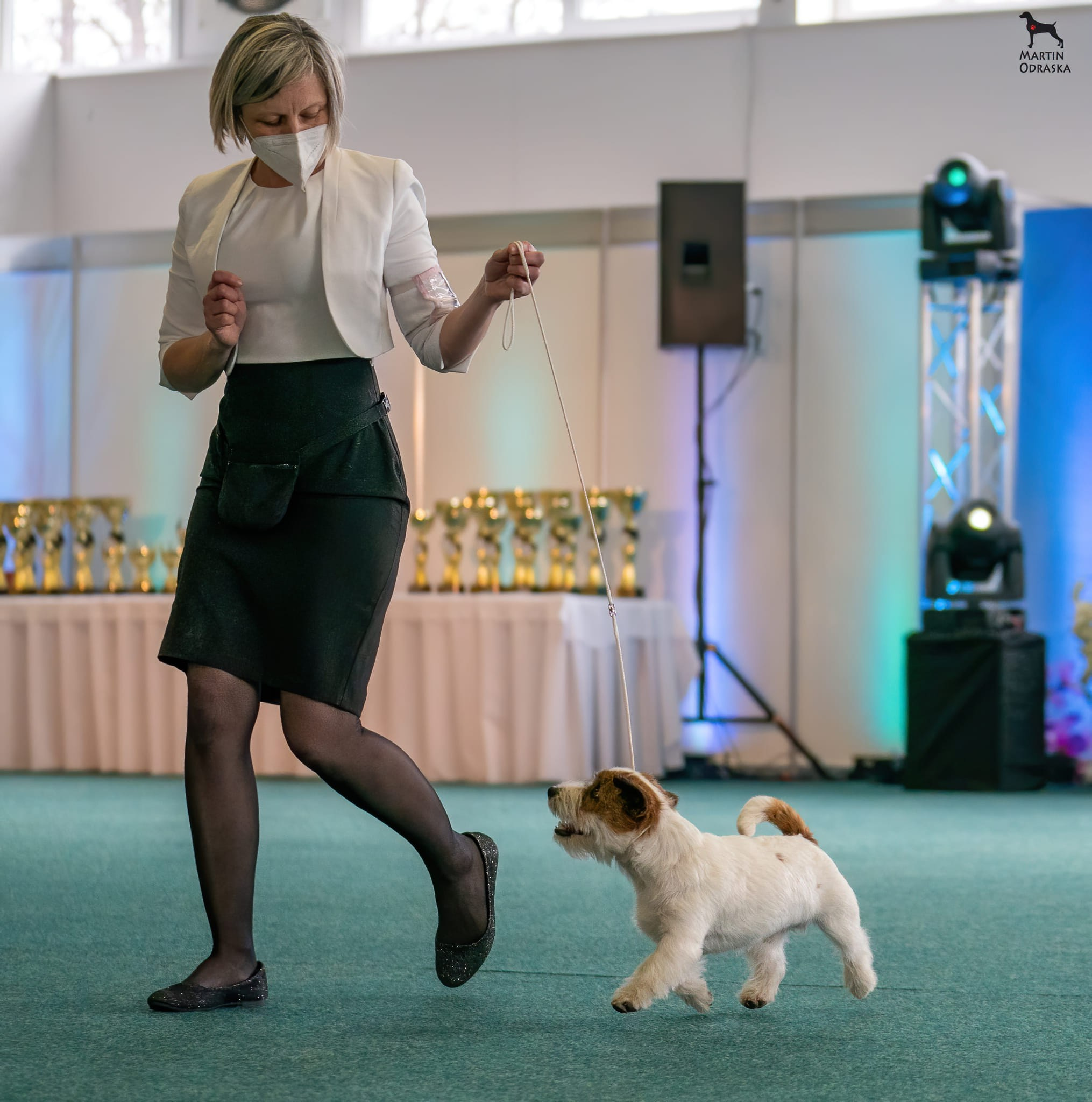 CM NIMBUS. КАНЕ МАЭСТРО — питомник Джек рассел терьеров