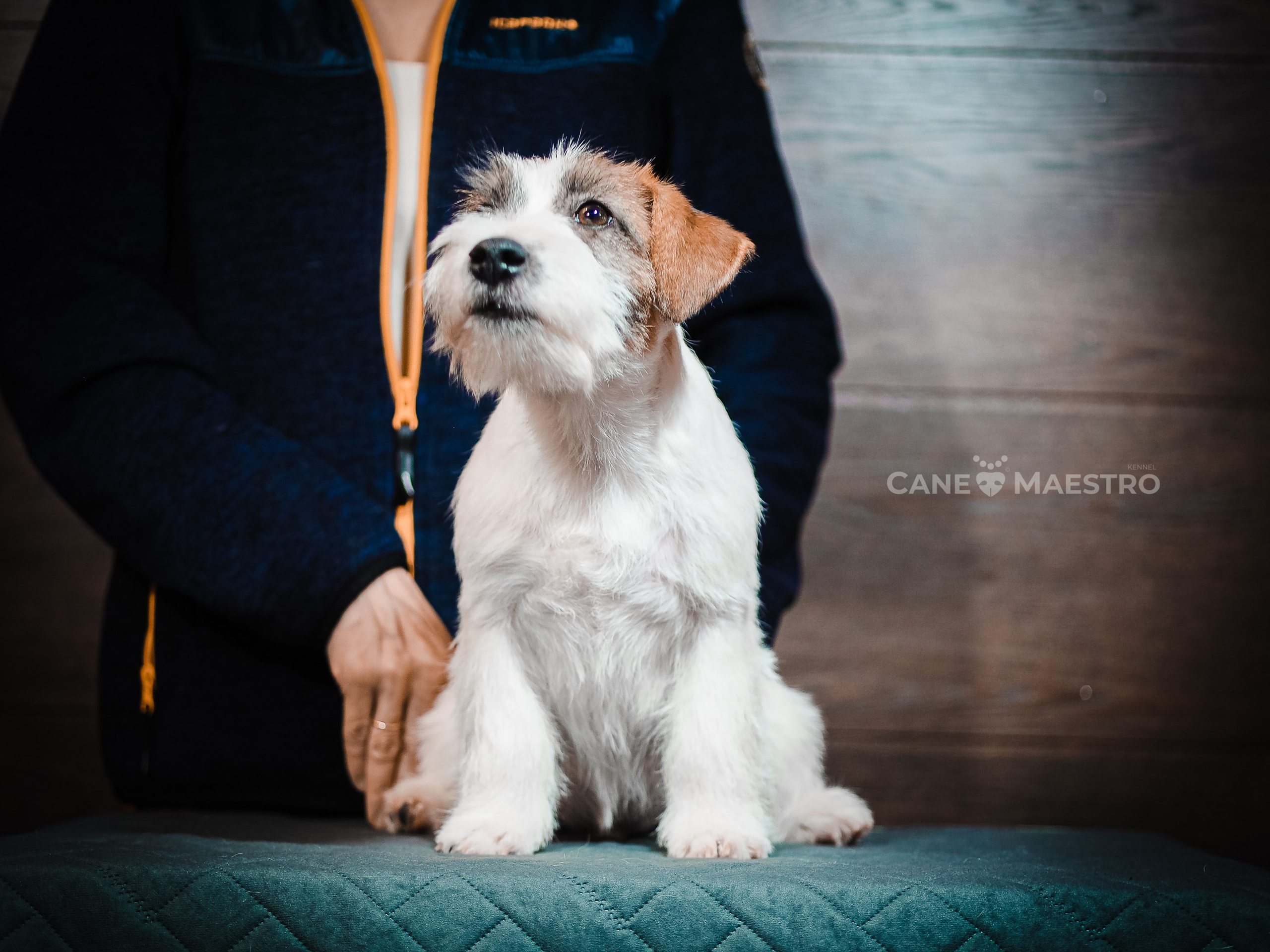 Кобель ХАН СОЛО. CANE MAESTRO — kennel Jack Russell Terrier
