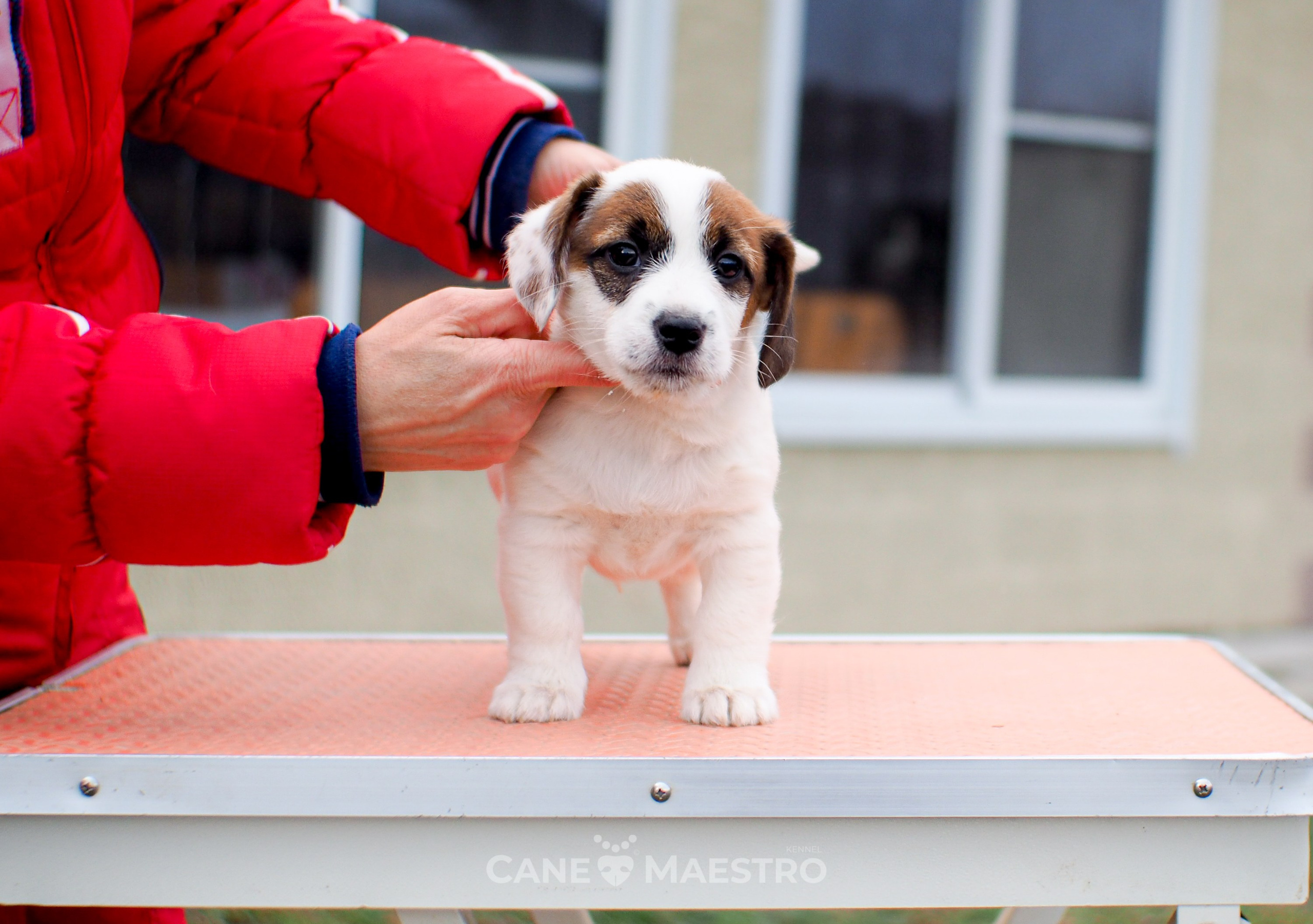 1КОБЛ_МОНОКЛЬ_Ц_ЛИТТЕР. CANE MAESTRO — kennel Jack Russell Terrier
