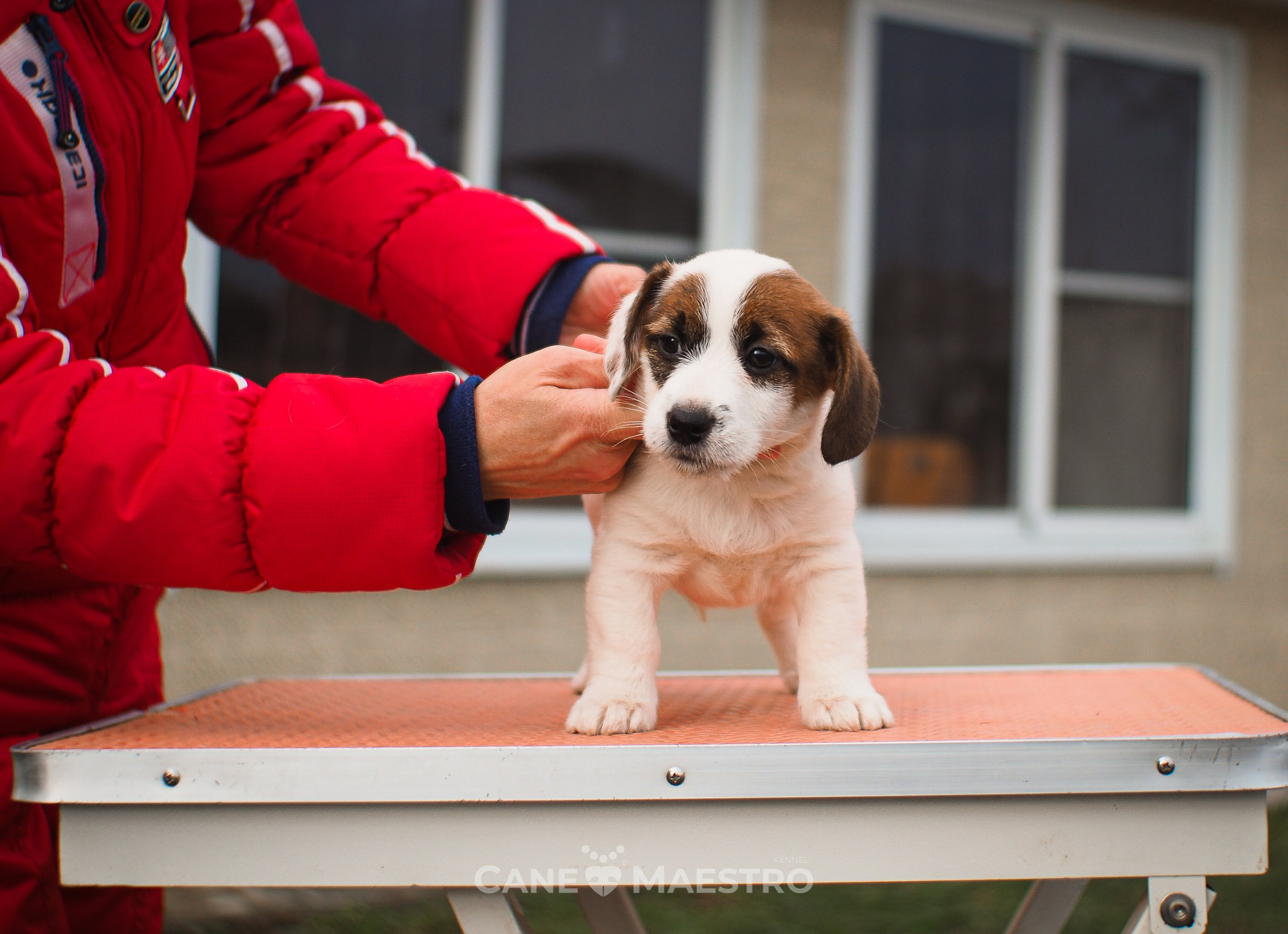 1КОБЛ_МОНОКЛЬ_Ц_ЛИТТЕР. CANE MAESTRO — kennel Jack Russell Terrier