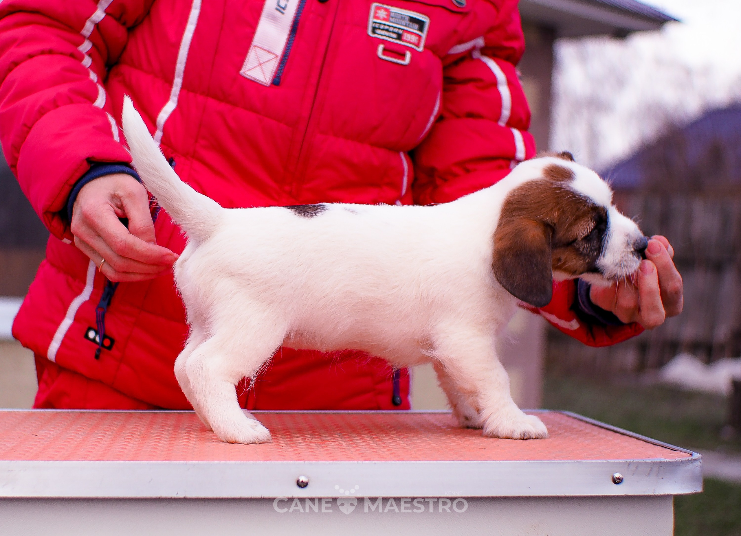 3_Девочка_СНЕЖНАЯ_Ц. CANE MAESTRO — kennel Jack Russell Terrier