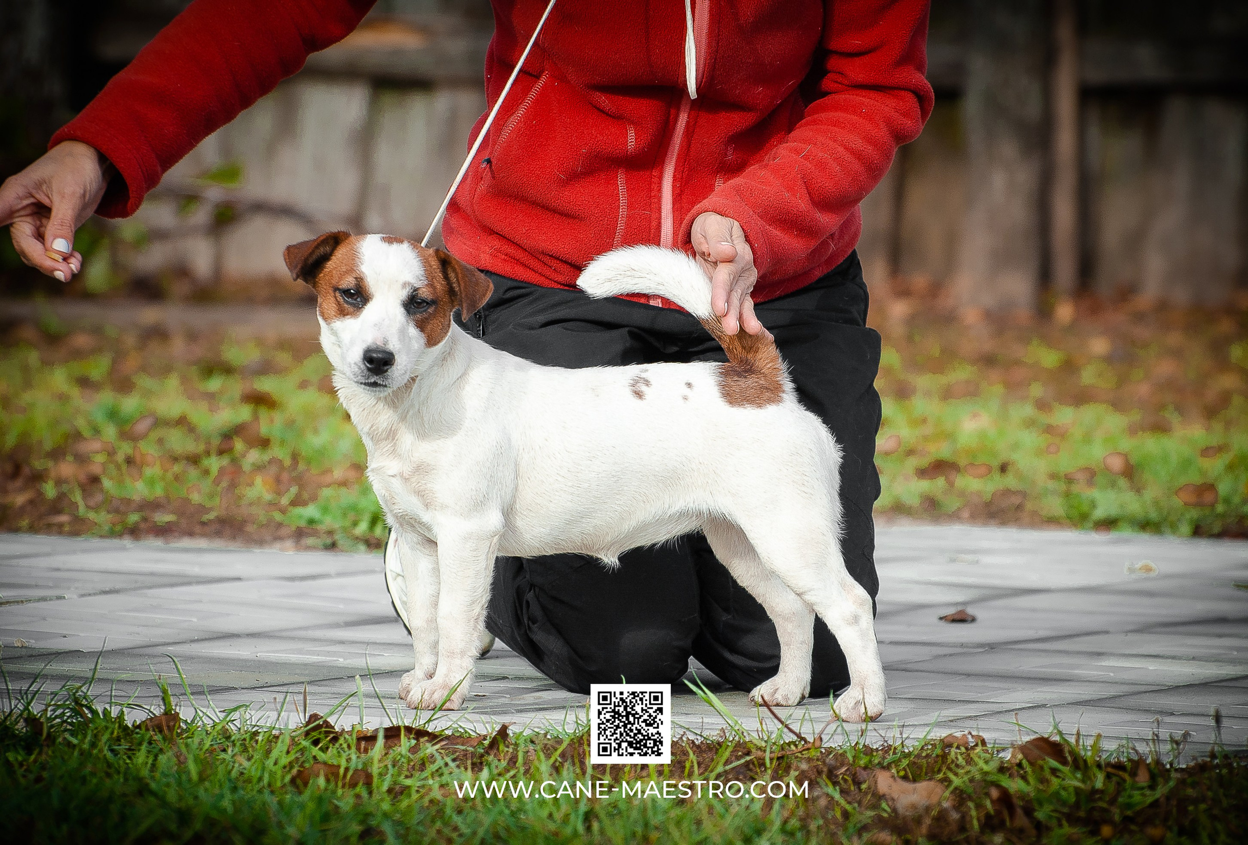 Щенок Джек-рассел-терьер. КМ ФЕРИТЕЙЛ. Гладкий джек рассел. Девочка№1. КАНЕ МАЭСТРО — питомник Джек рассел терьеров