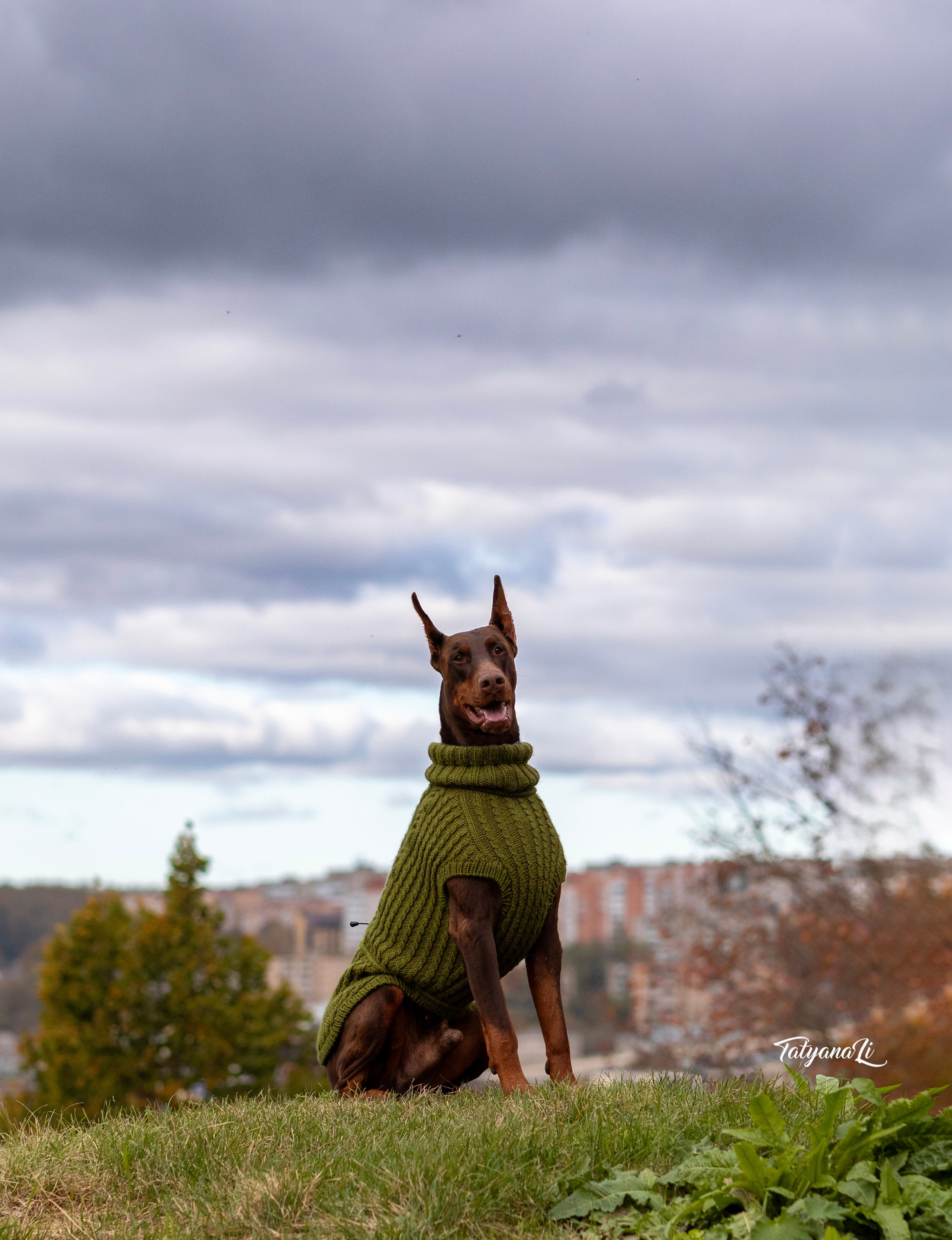 Доберман. Фотограф — анималист Татьяна Ли