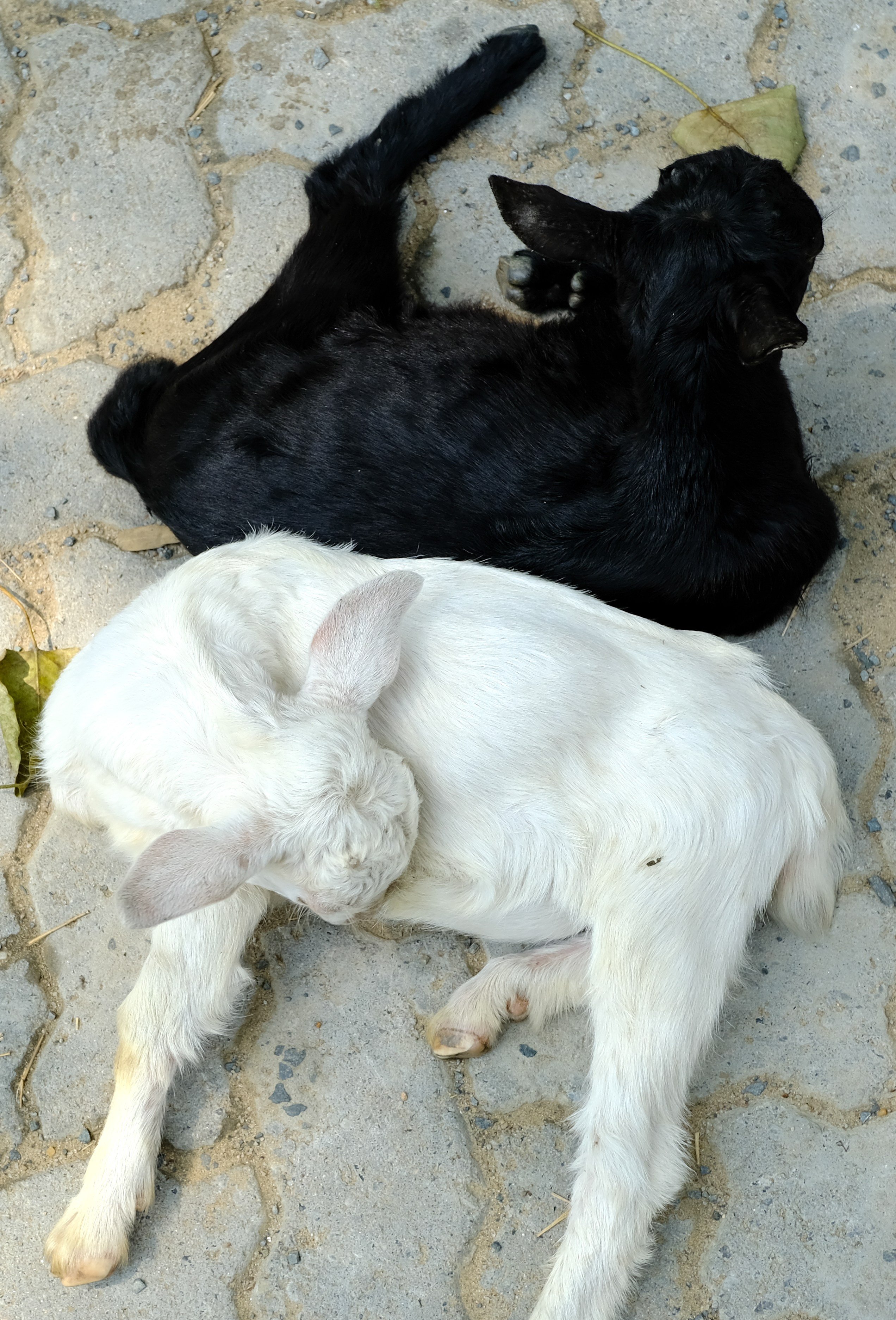 Ассам и Казиранга. Фотографии из путешествий