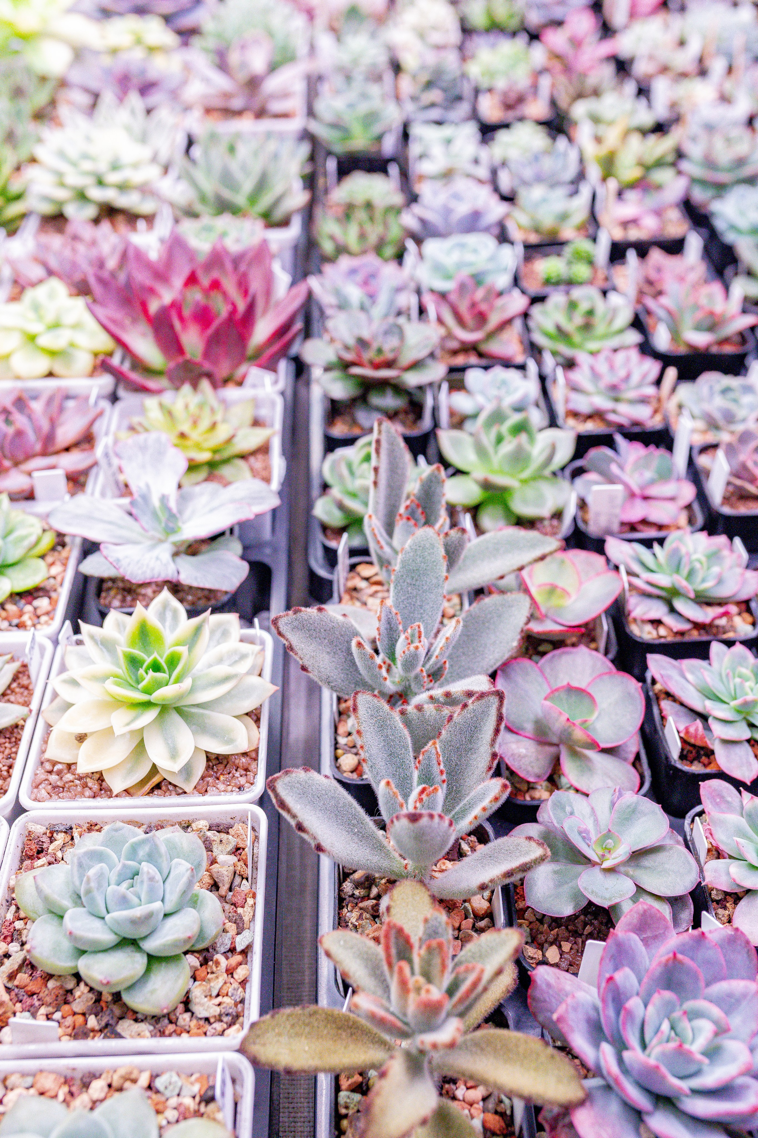 Growbox 1–2 марта. Александра Куликова фотограф, Москва