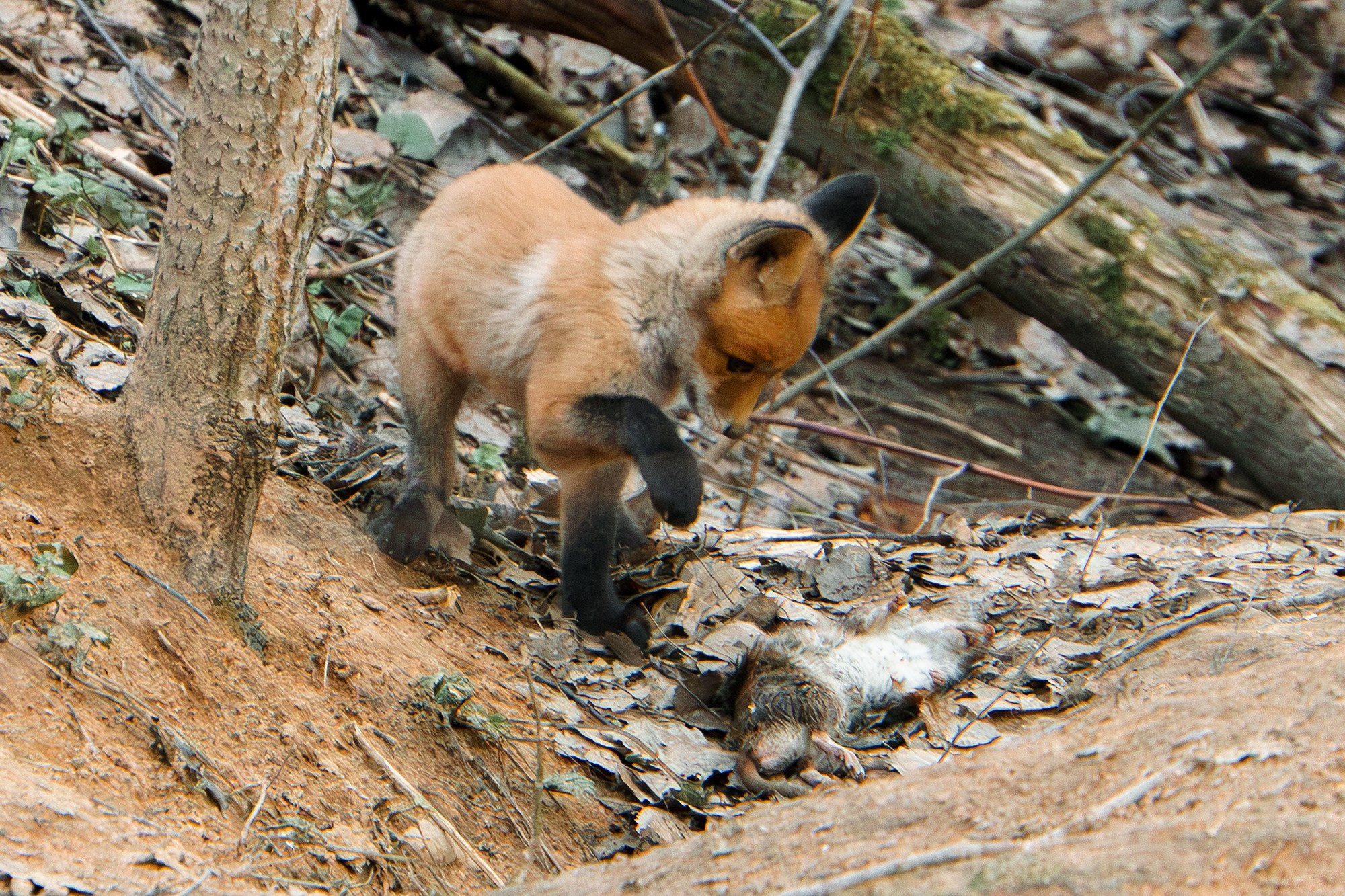 Животные. Ваш личный фотограф Марина Волкова
