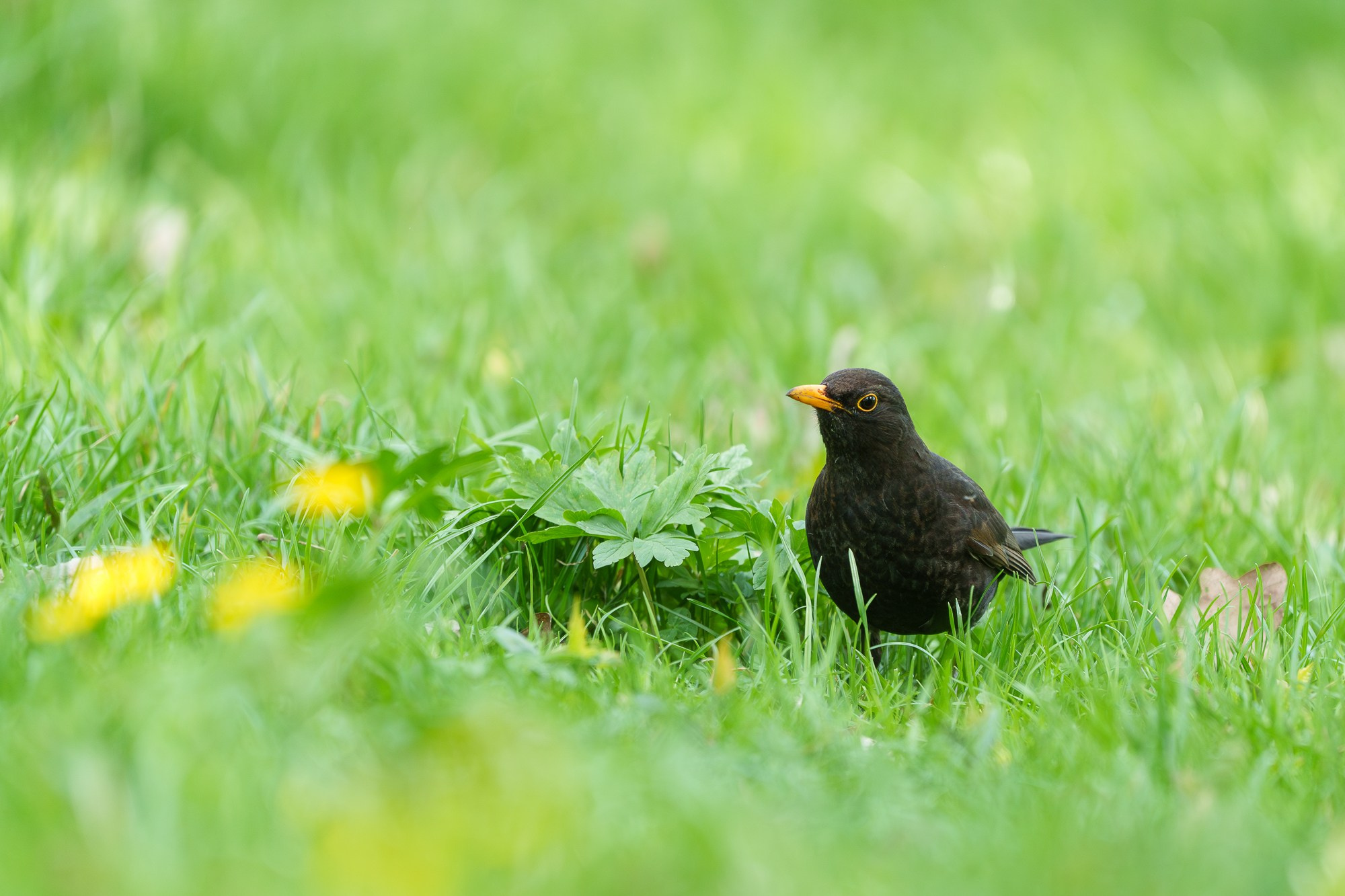 Удивительные мир птиц. Вокруг нас столько прекрасного — присмотритесь!. Ваш личный фотограф Марина Волкова