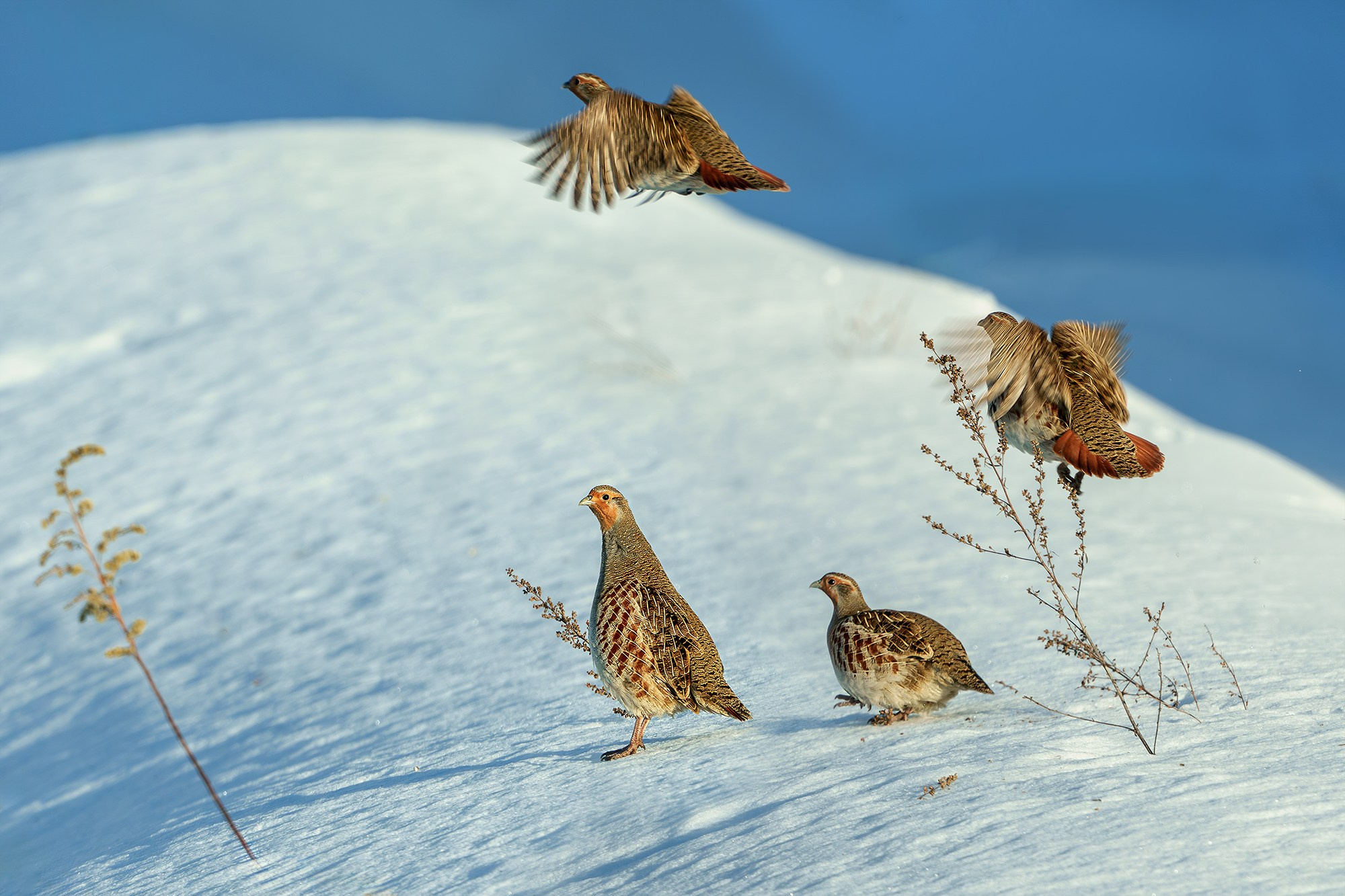 Удивительные мир птиц. Вокруг нас столько прекрасного — присмотритесь!. Ваш личный фотограф Марина Волкова
