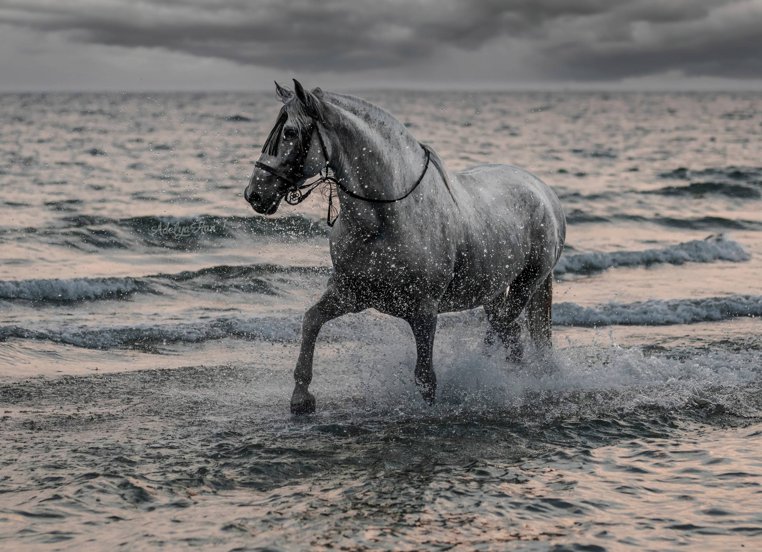 Лошади на свободе. Конный и театральный фотограф Анапа