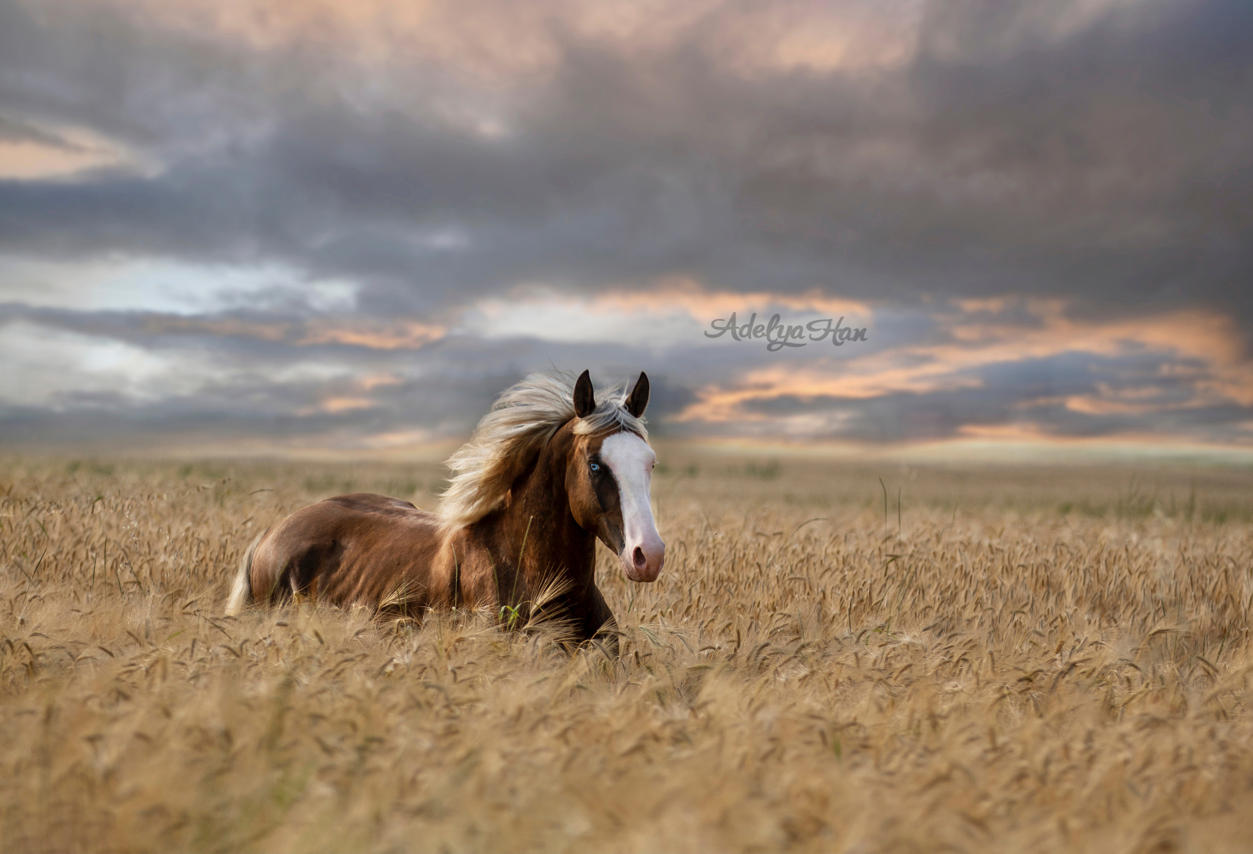 Лошади на свободе. Конный и театральный фотограф Анапа