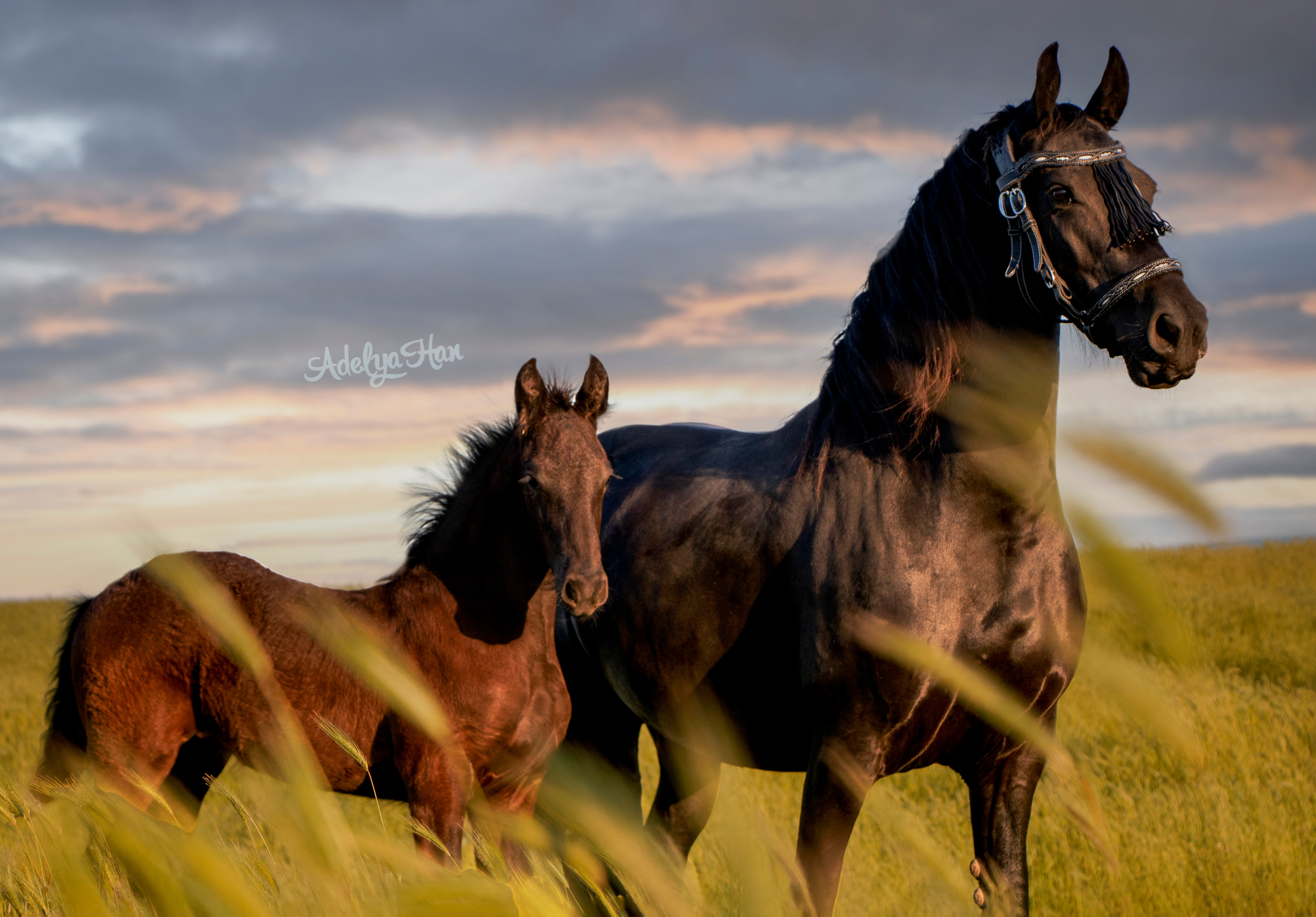 Лошади на свободе. Конный и театральный фотограф Анапа