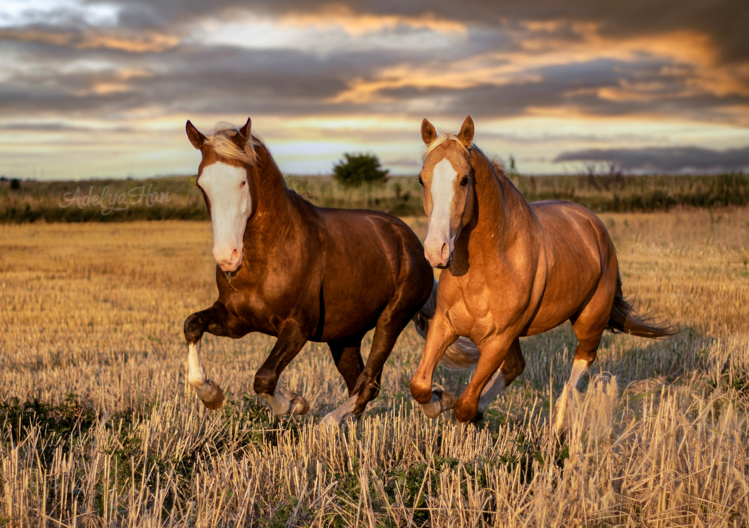 Лошади на свободе. Конный и театральный фотограф Анапа