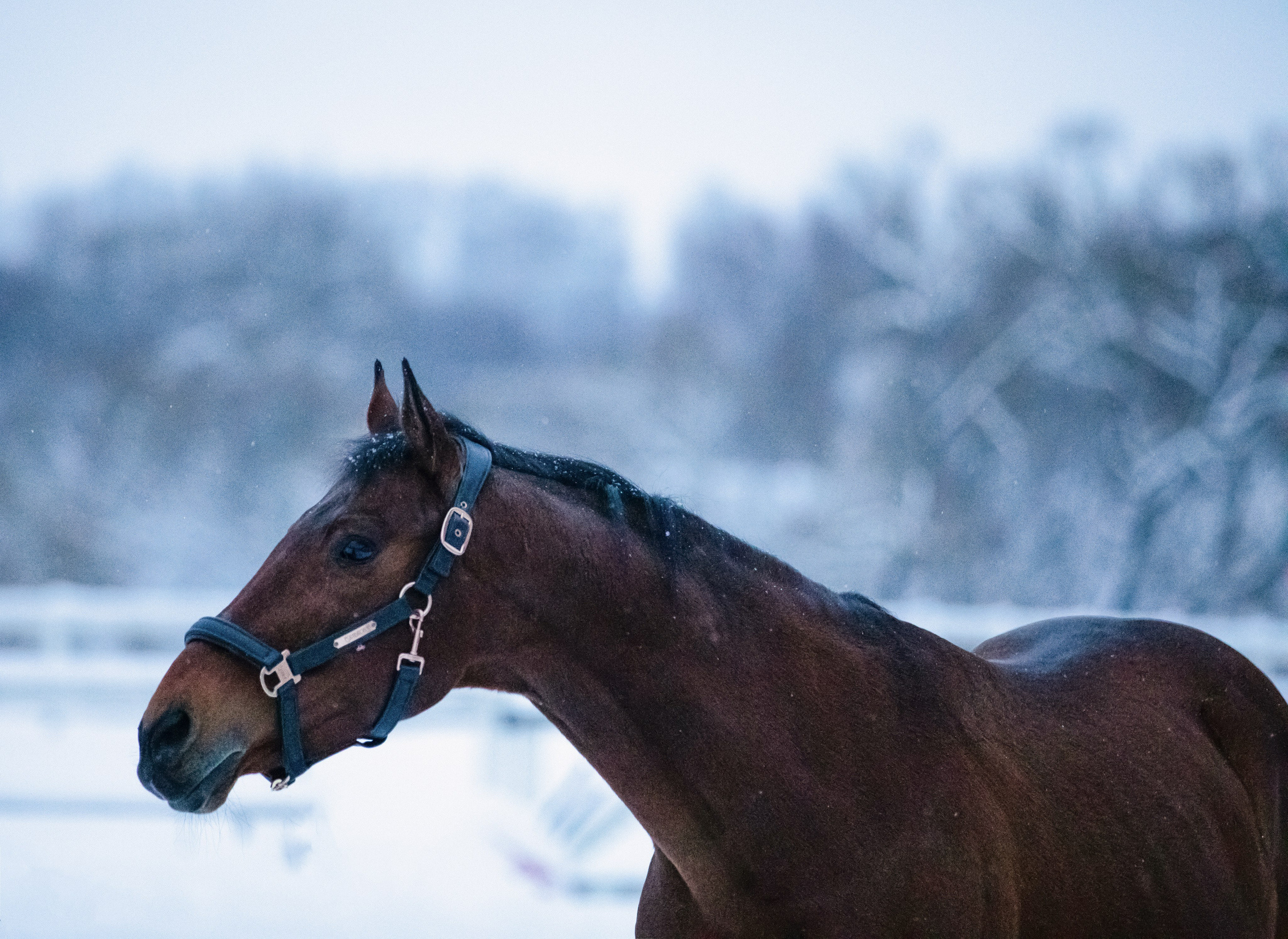 Браво. Фотограф-анималист Смирнова Клеопатра|Москва