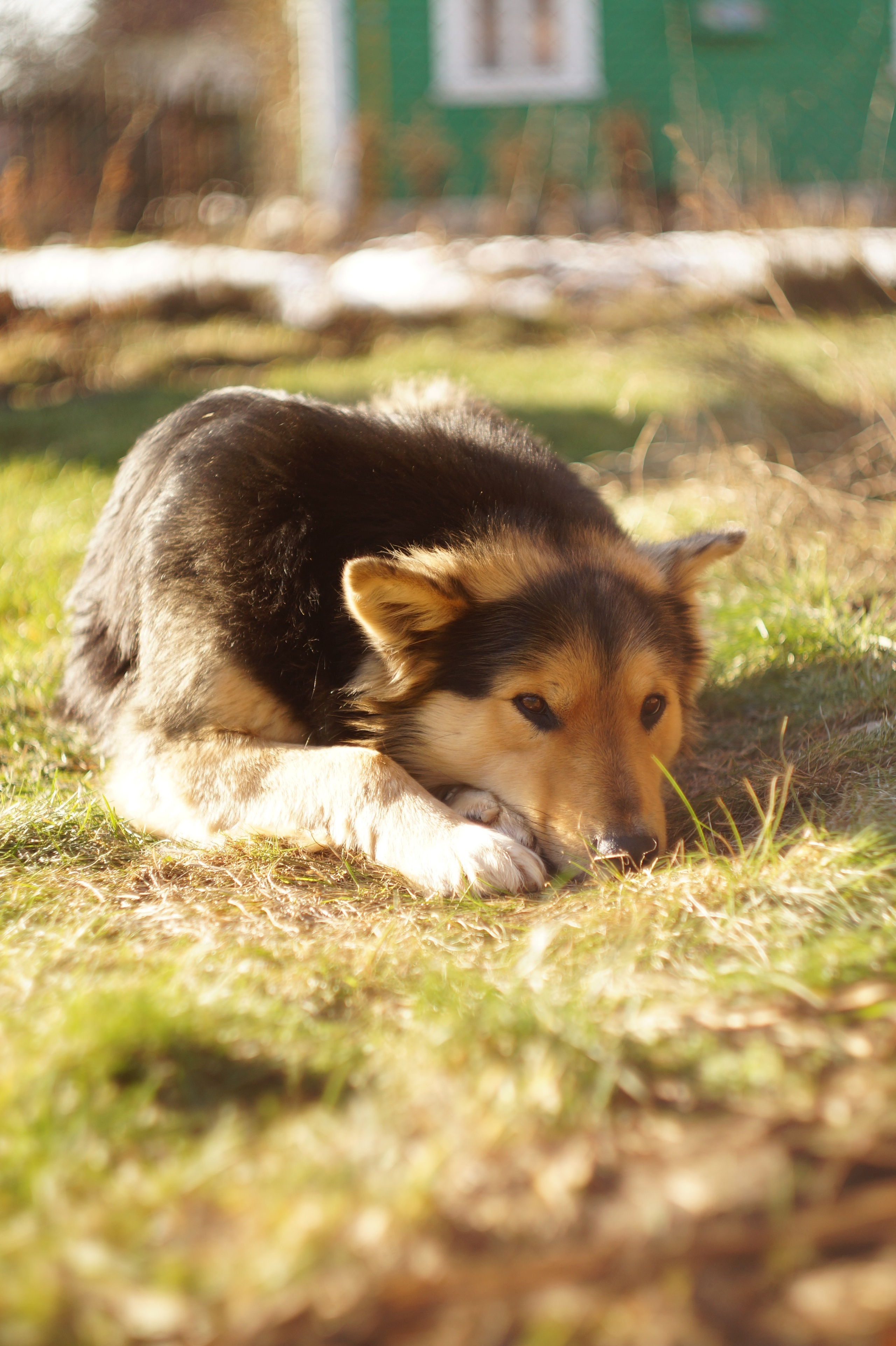 Dogs. Профессиональный фотограф
