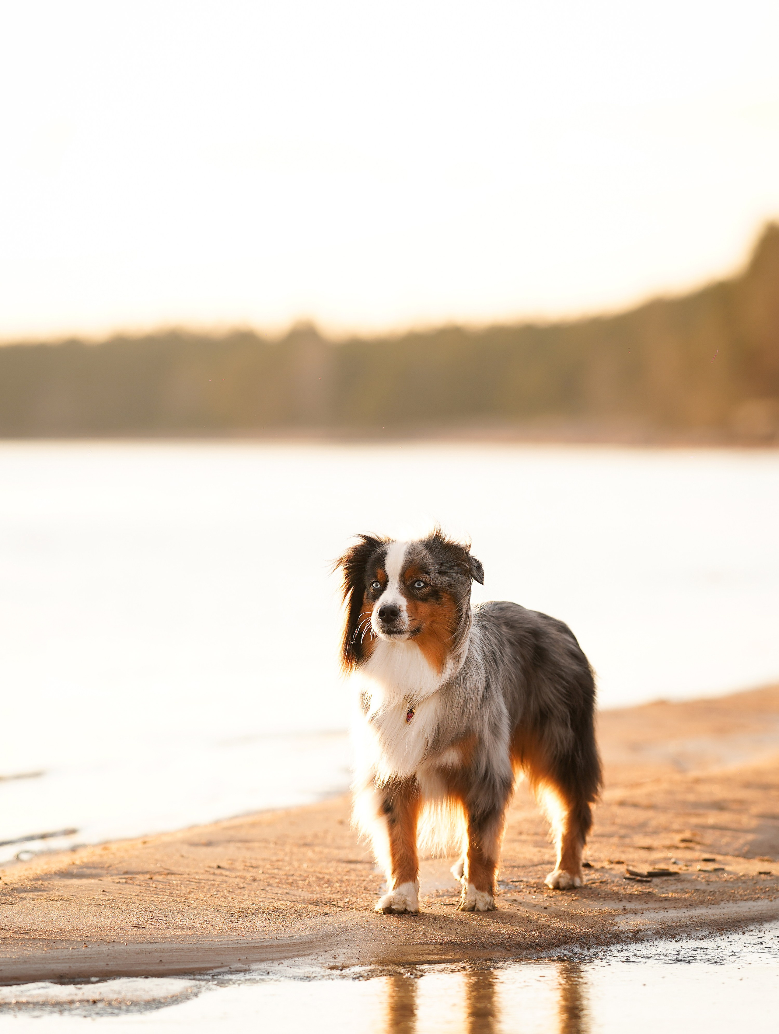 Алиса и Джокер. Фотограф-анималист в Санкт-Петербурге Яна Мартынова