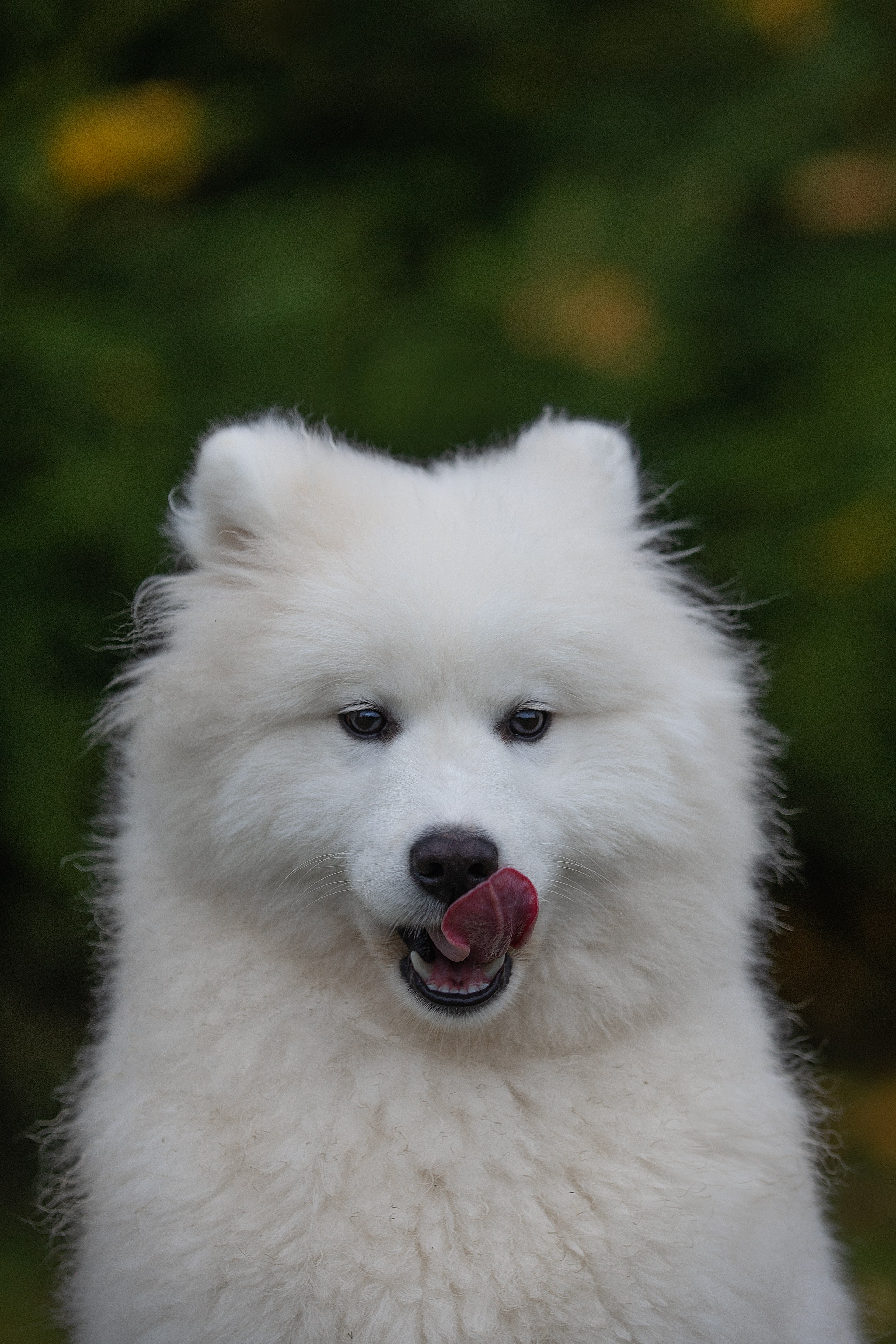 Собаки питомника Версаль. Творческий фотограф Вологда