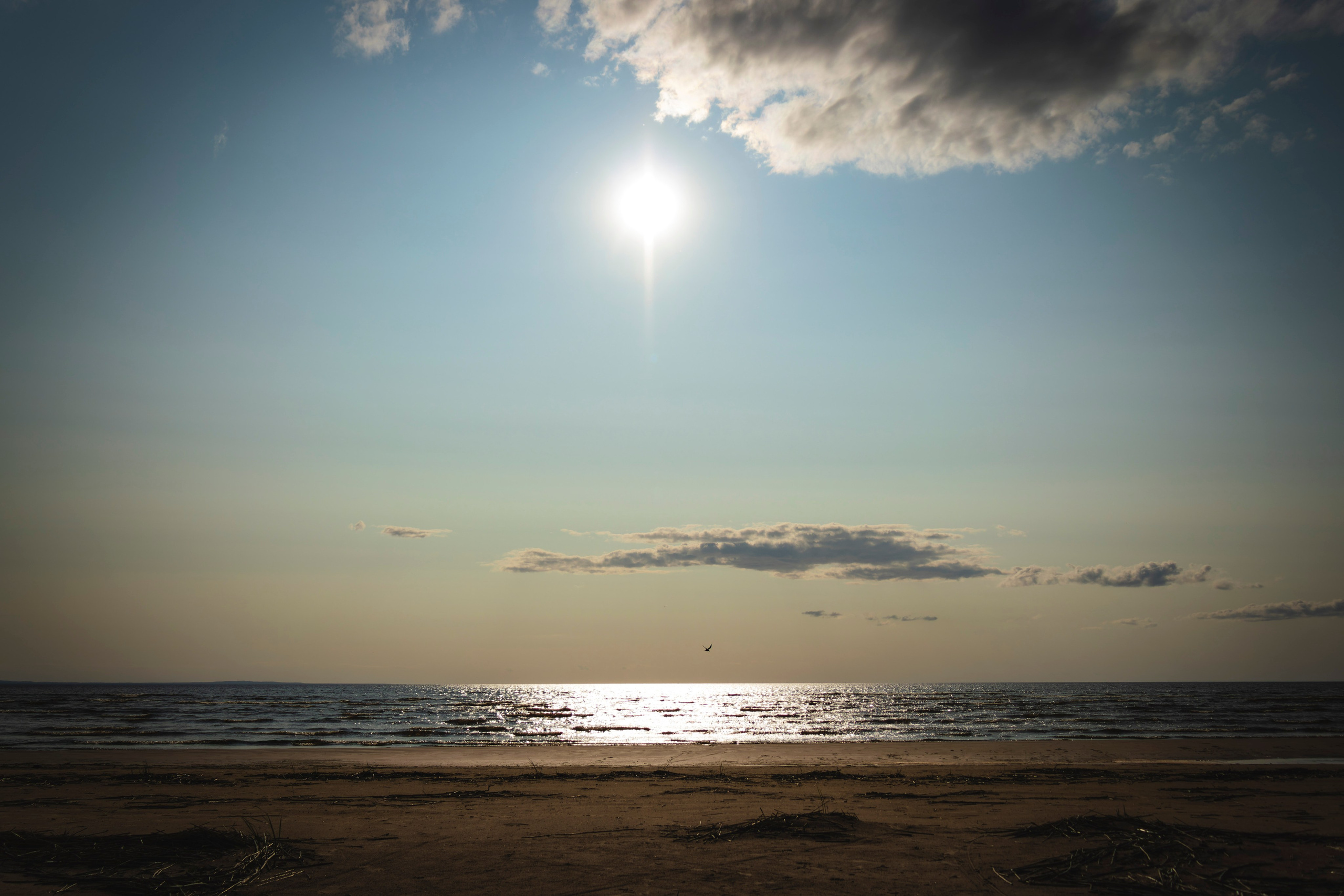 Из наблюдений. Плак или Квак