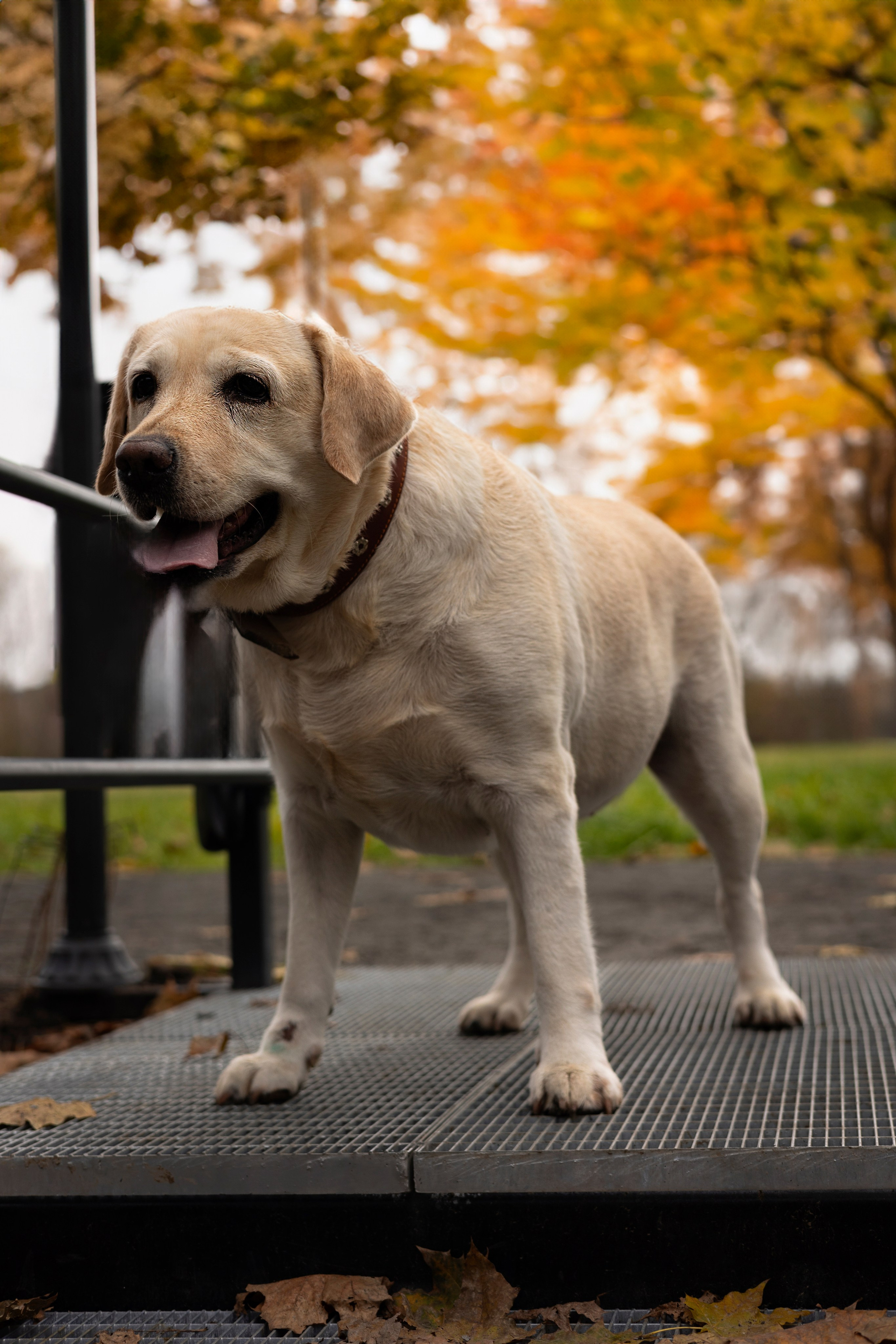 Максим и Дарья. Фотограф в Подольске Яковлева Ольга