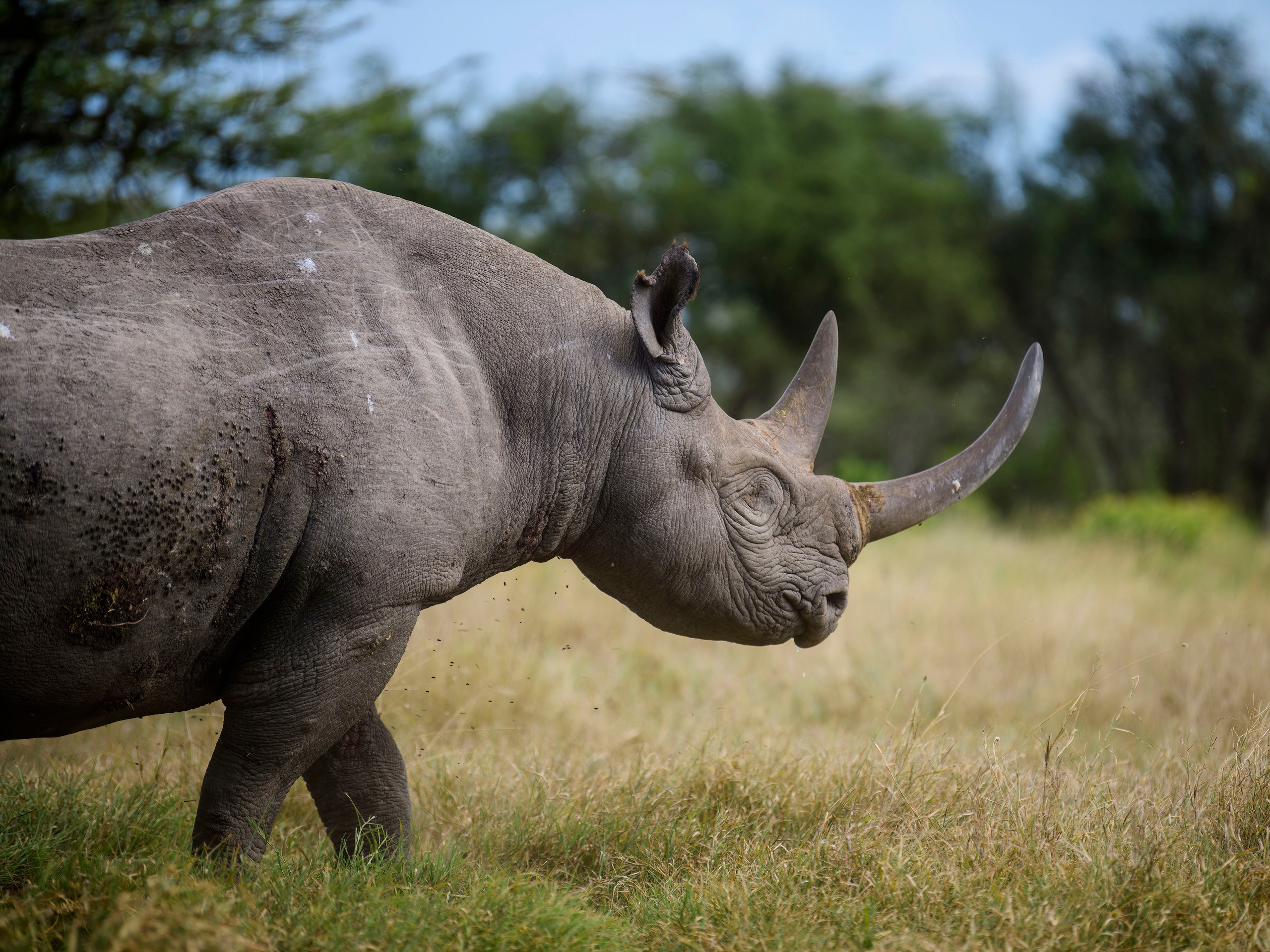Кения. Wildlife photography by Sergey Puponin