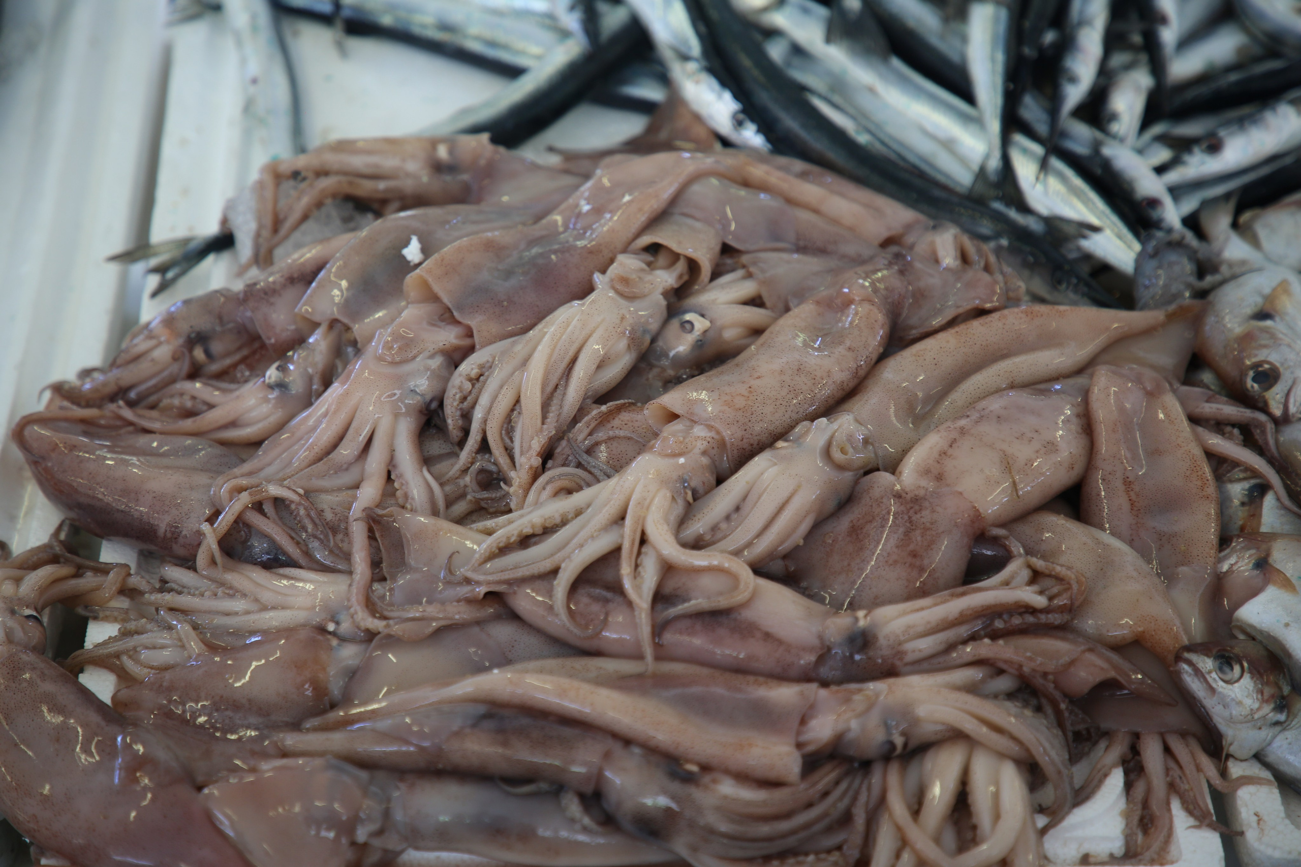 Espihnio, Portugal. Andrey Filippov Photographer