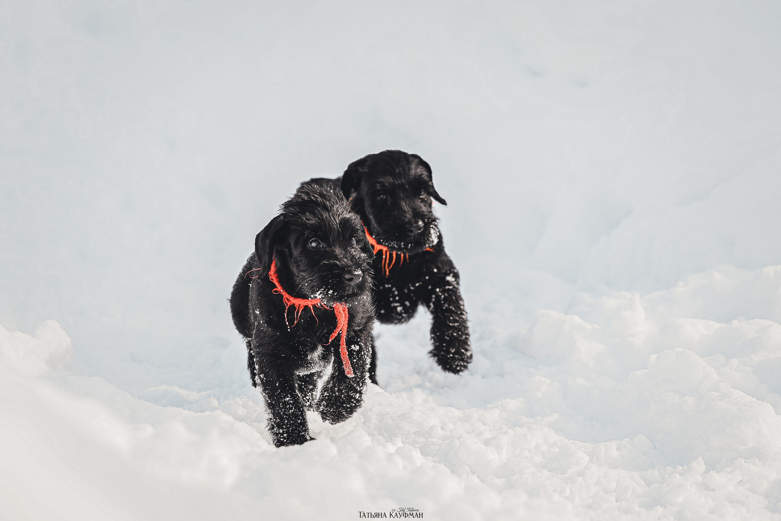 Ризеншнауцер, щенки ризеншнауцера, купить ризеншнауцера, купить щенка, ризеншнауцер Новосибирск, фотосъемка щенков, фотосессия собак, заказать фотосессию, фотографии щенков, сфотографировать щенка, фотограф Анималист, фотограф собак Новосибирск, фотограф анималист Новосибирск