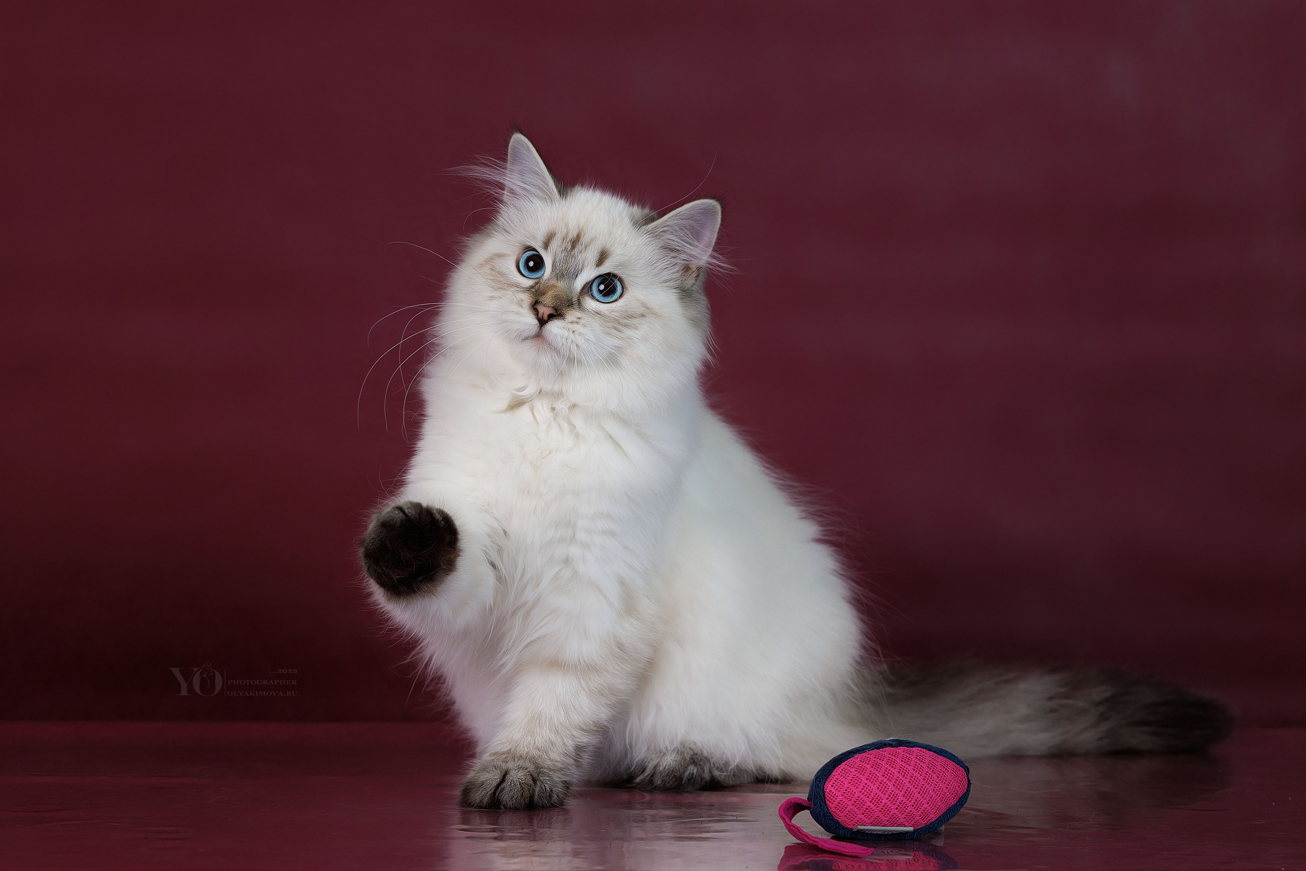 Кошки. Фотограф