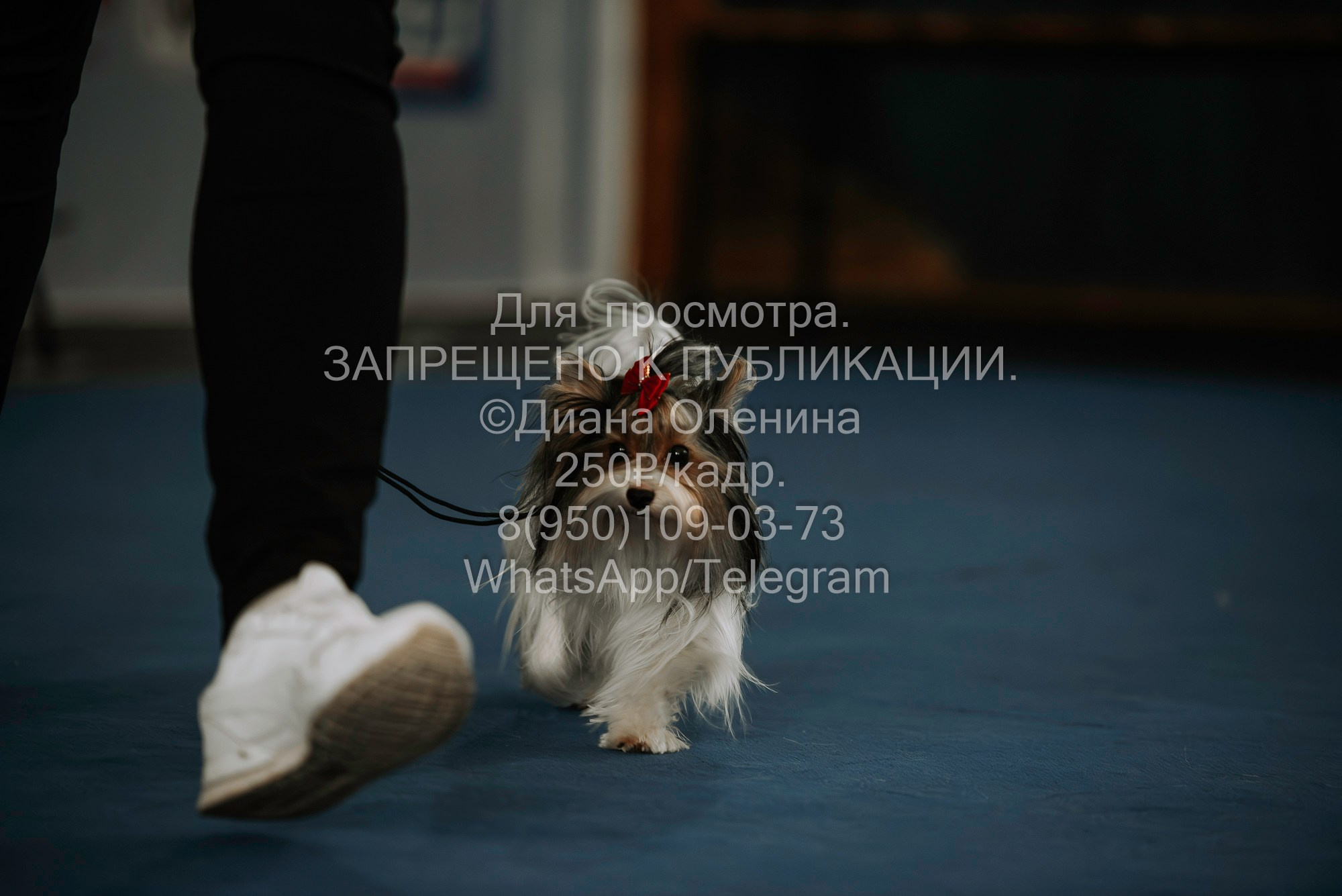 Выставка собак Красноярск 29.10.2023. Фотограф Диана Оленина Красноярск / Братск