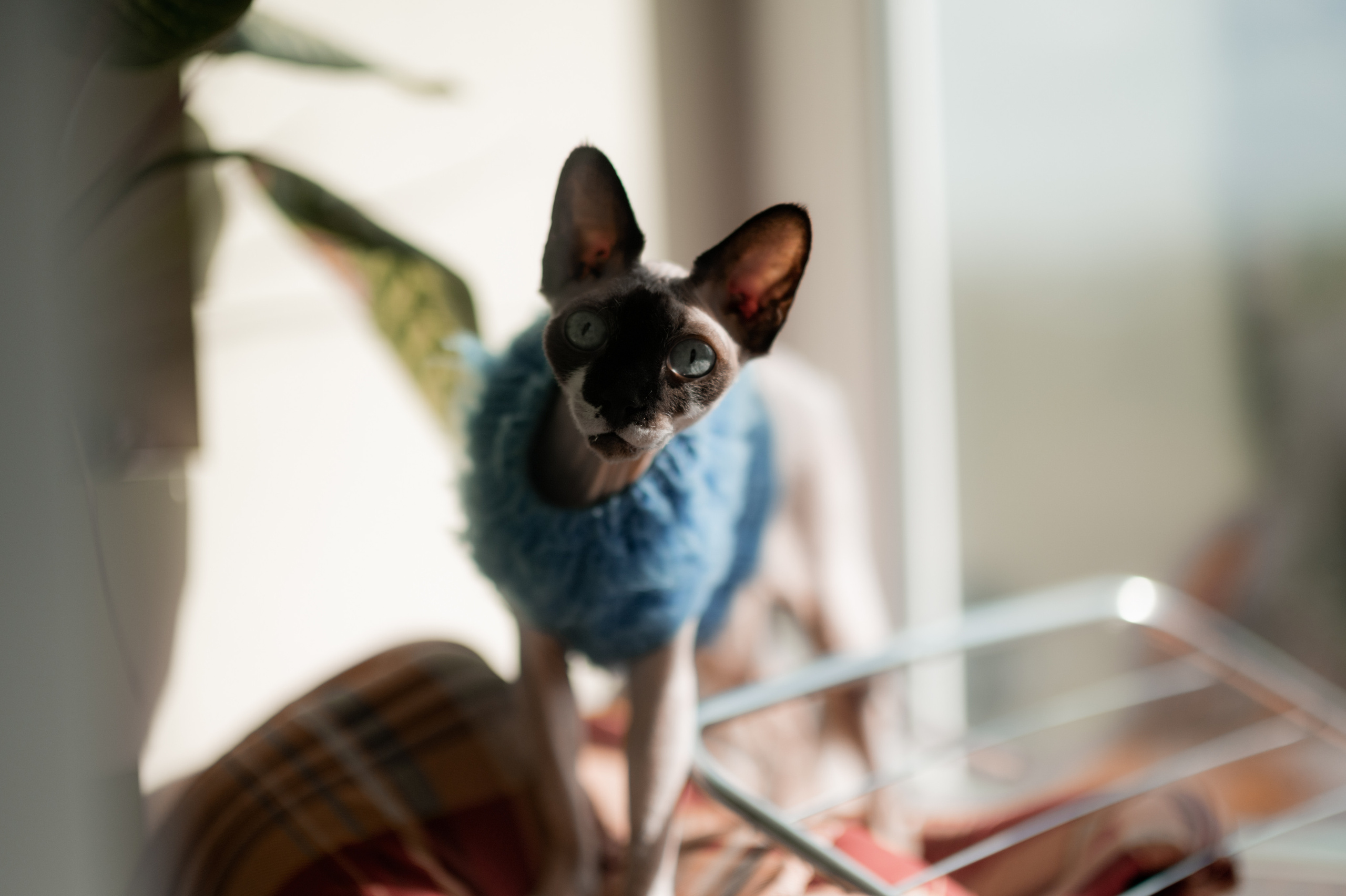 D & N. Свадебный и семейный фотограф в Москве и Европе Евгения Амелина