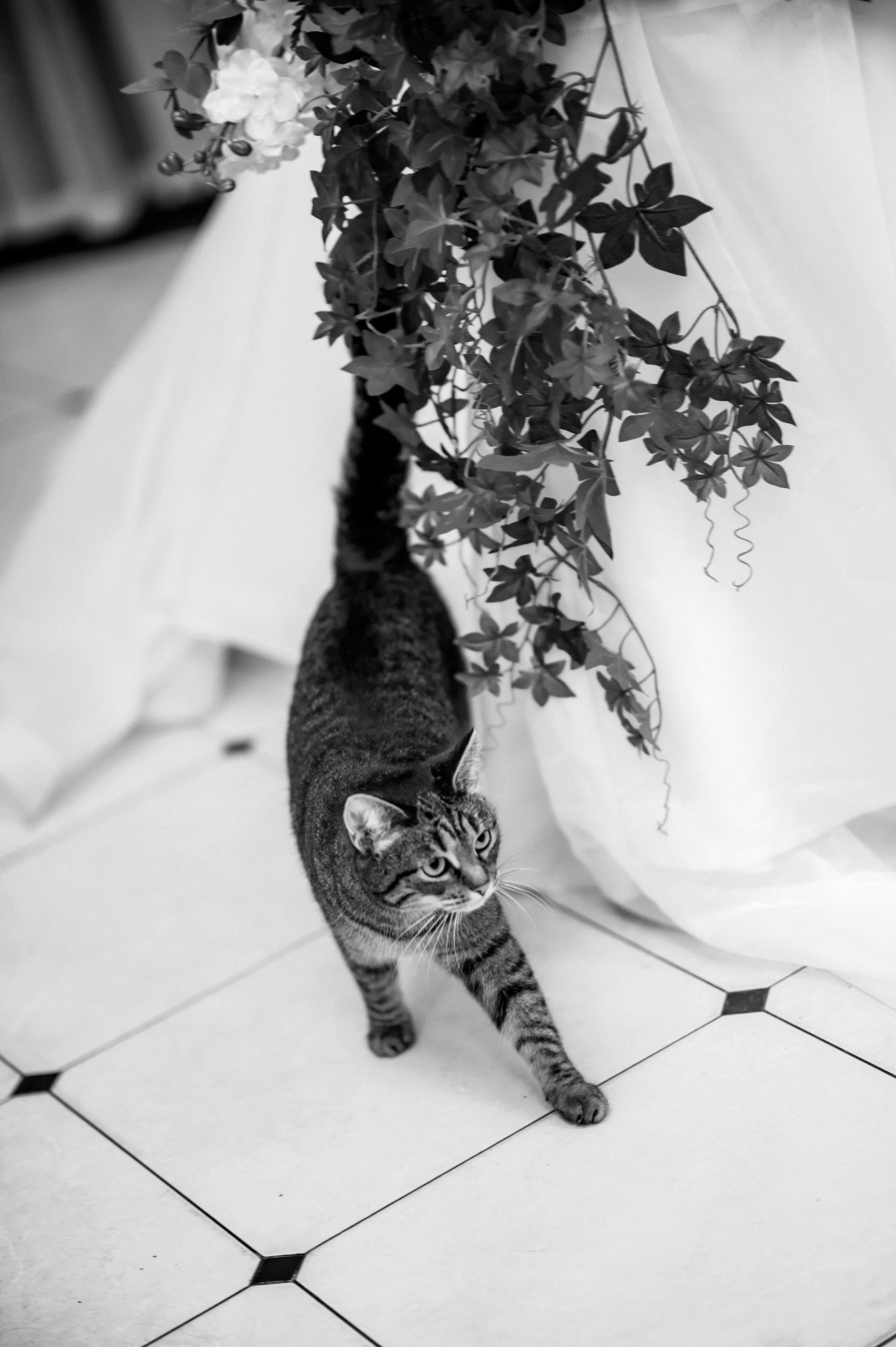 D & N. Свадебный и семейный фотограф в Москве и Европе Евгения Амелина