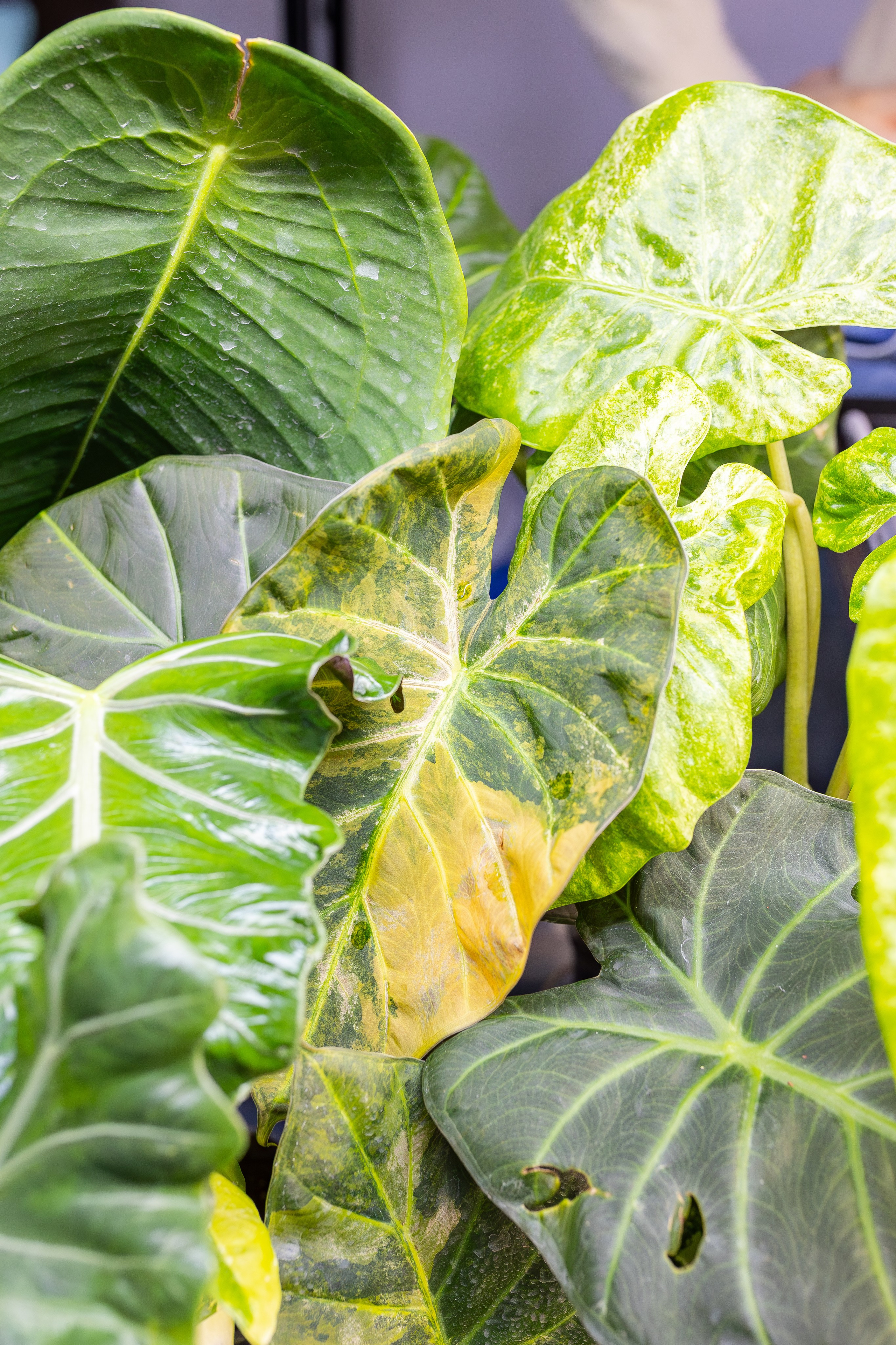 Монстериум апрель 2026. Александра Куликова фотограф, Москва