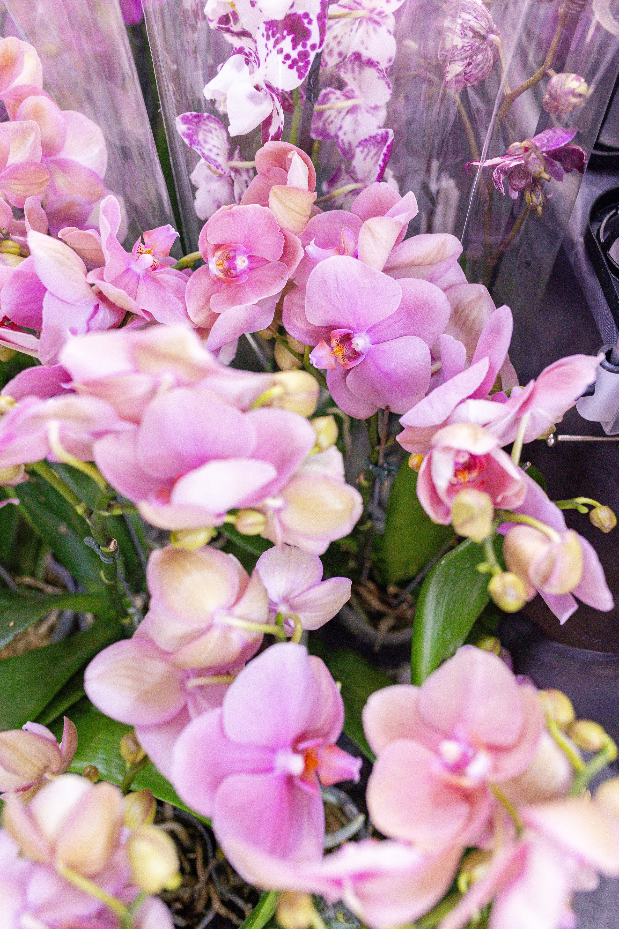 Орхидиум 12.2025. Александра Куликова фотограф, Москва